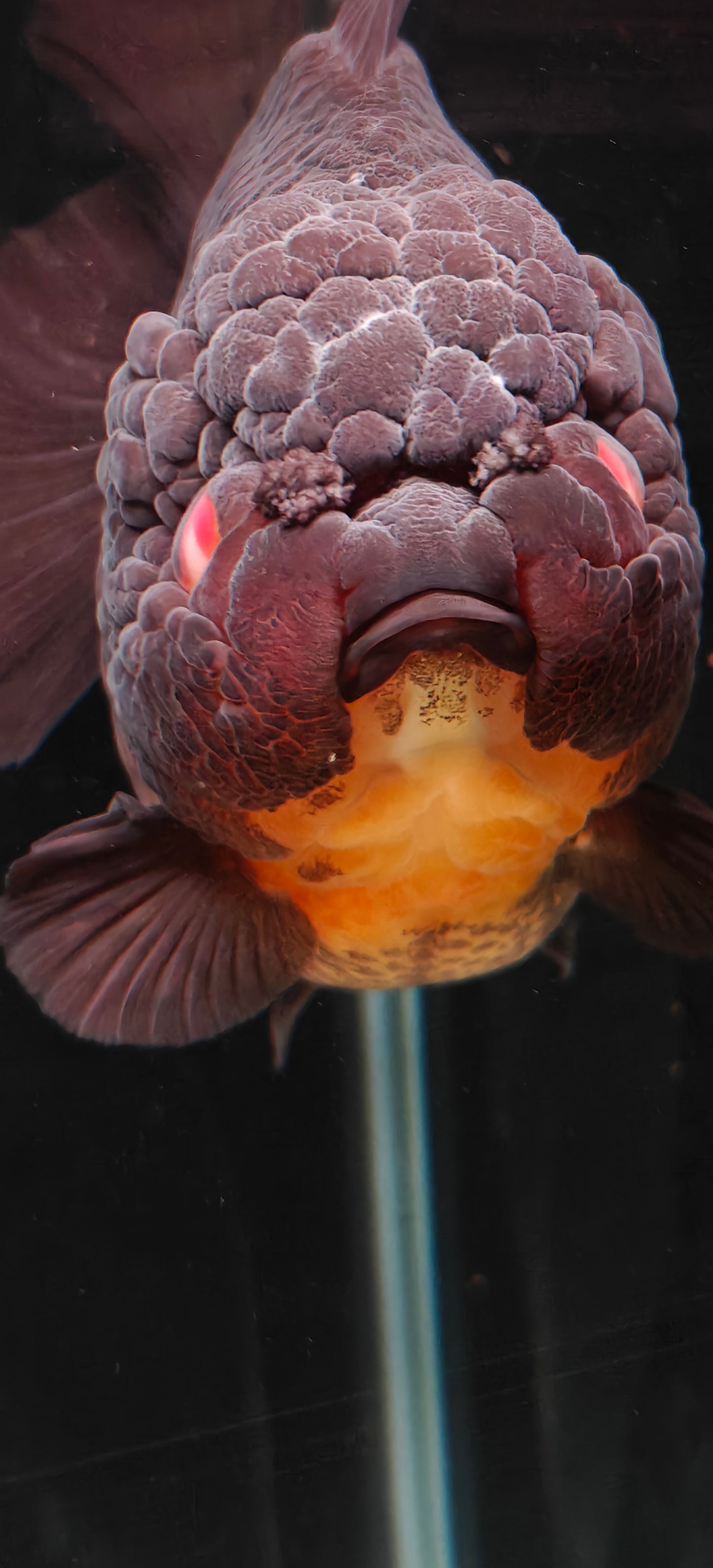 Black Red Eyes SHOGUN YUANBAO ORANDA Male 5.5in