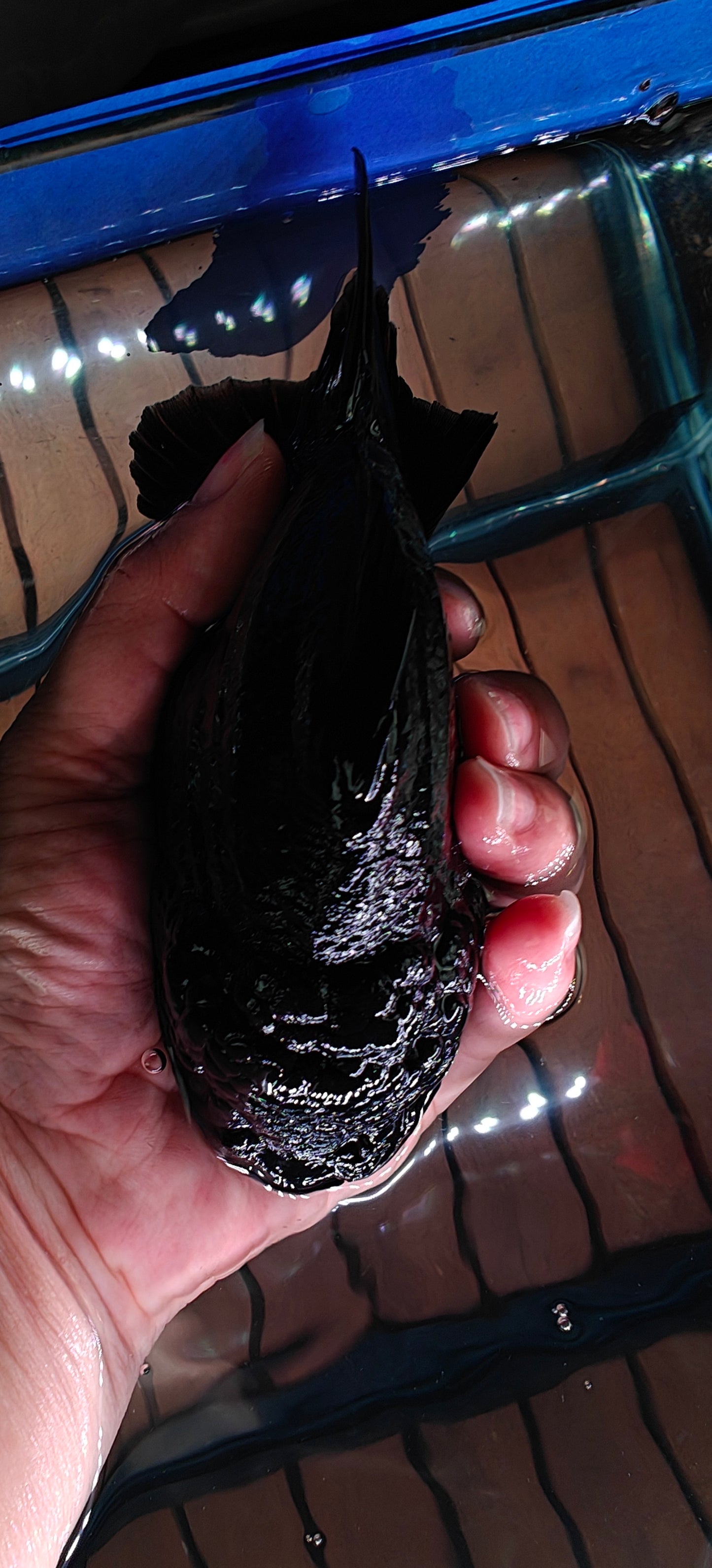 Black Pom Pom SHOGUN YUANBAO ORANDA Male 5.5in