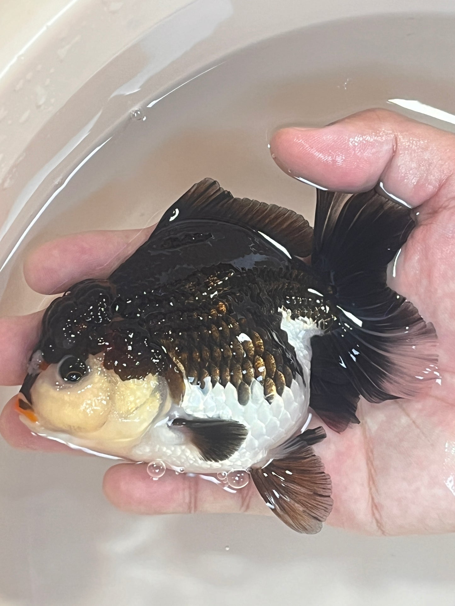 Red Lips Pom-Pom PANDA YUANBAO ORANDA Male 4.5in
