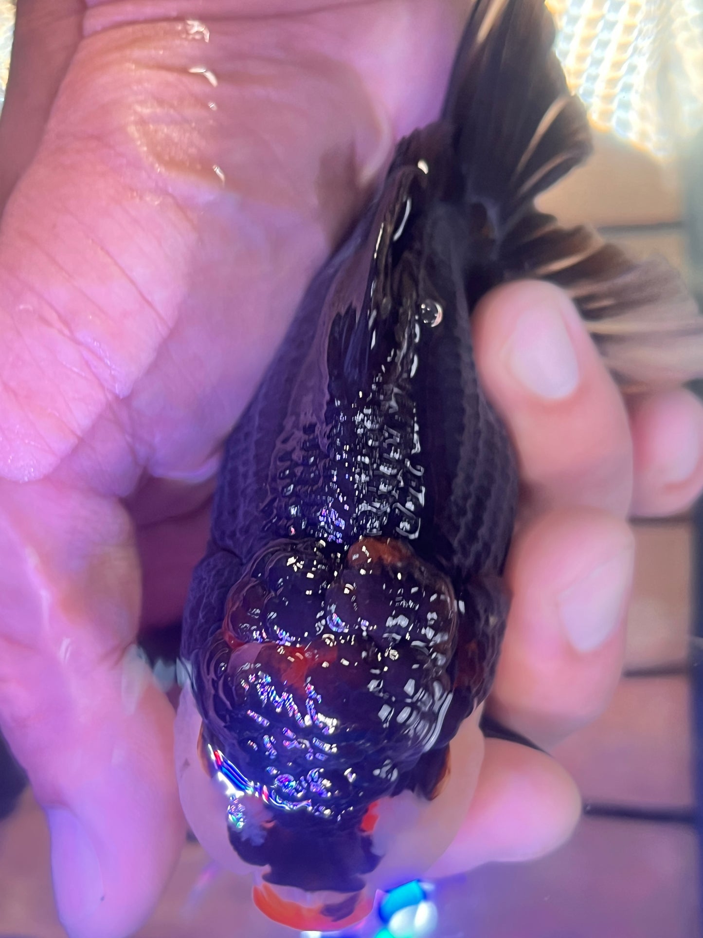 Red Lips Pom-Pom PANDA YUANBAO ORANDA Male 4.5in