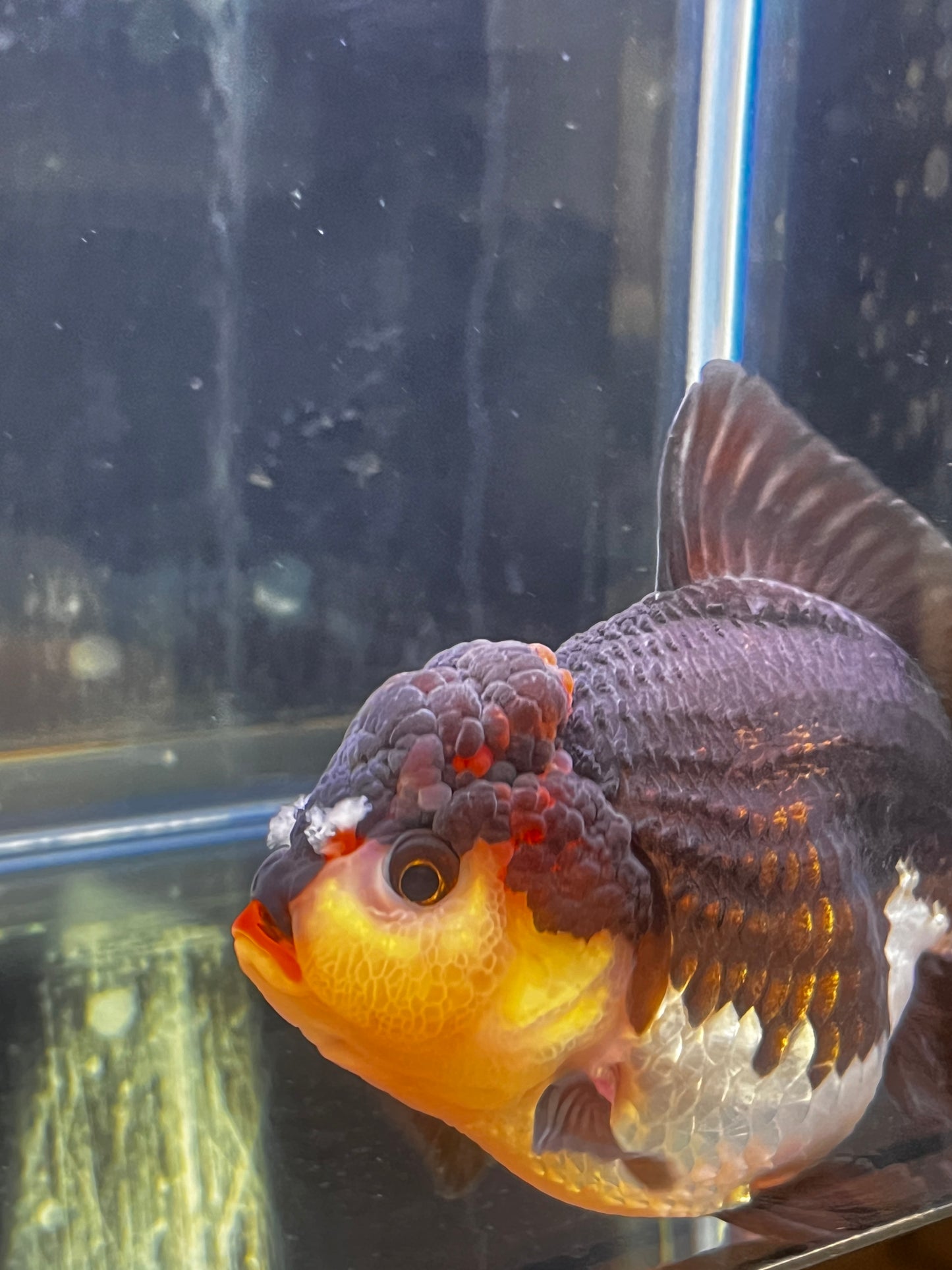 Red Lips Pom-Pom PANDA YUANBAO ORANDA Male 4.5in