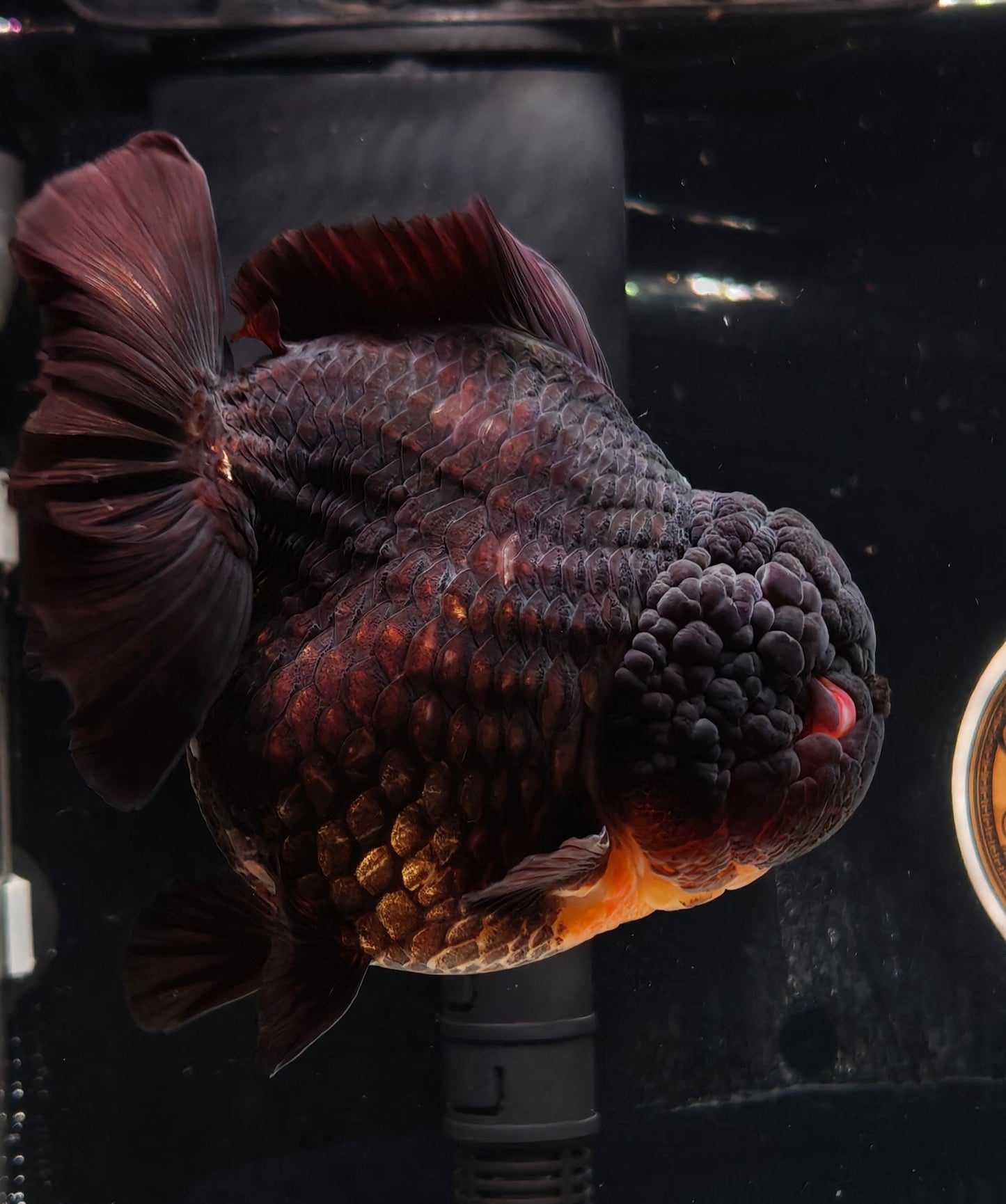 Black Red Eyes SHOGUN YUANBAO ORANDA Male 5.5in