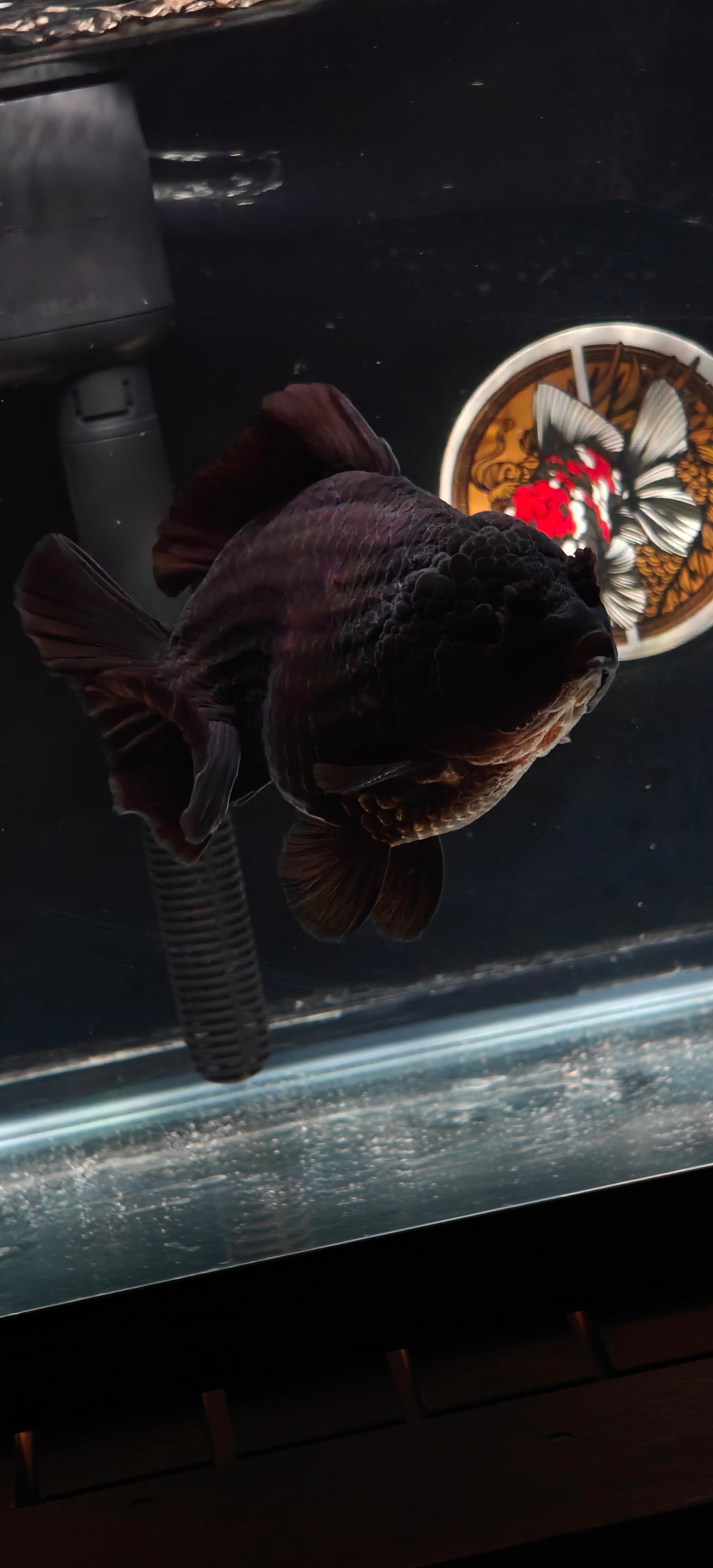Black Pom Pom SHOGUN YUANBAO ORANDA Male 5.5in
