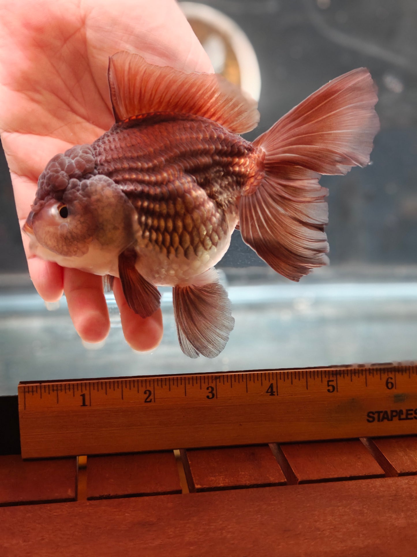 Black PANDA YUANBAO ORANDA Male 5in
