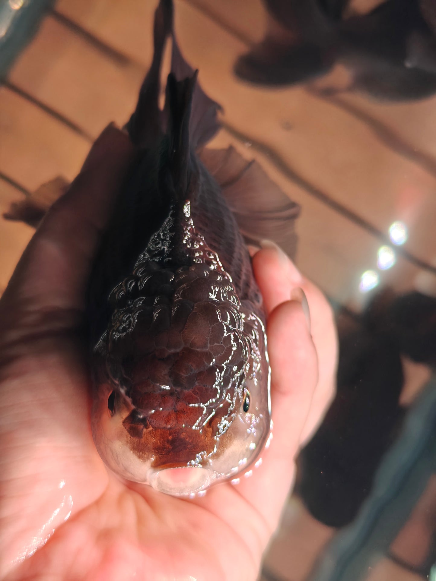 Black PANDA YUANBAO ORANDA Male 5in