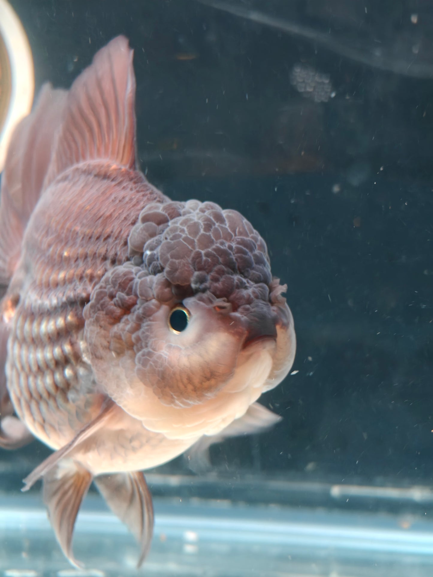 Black PANDA YUANBAO ORANDA Male 5in