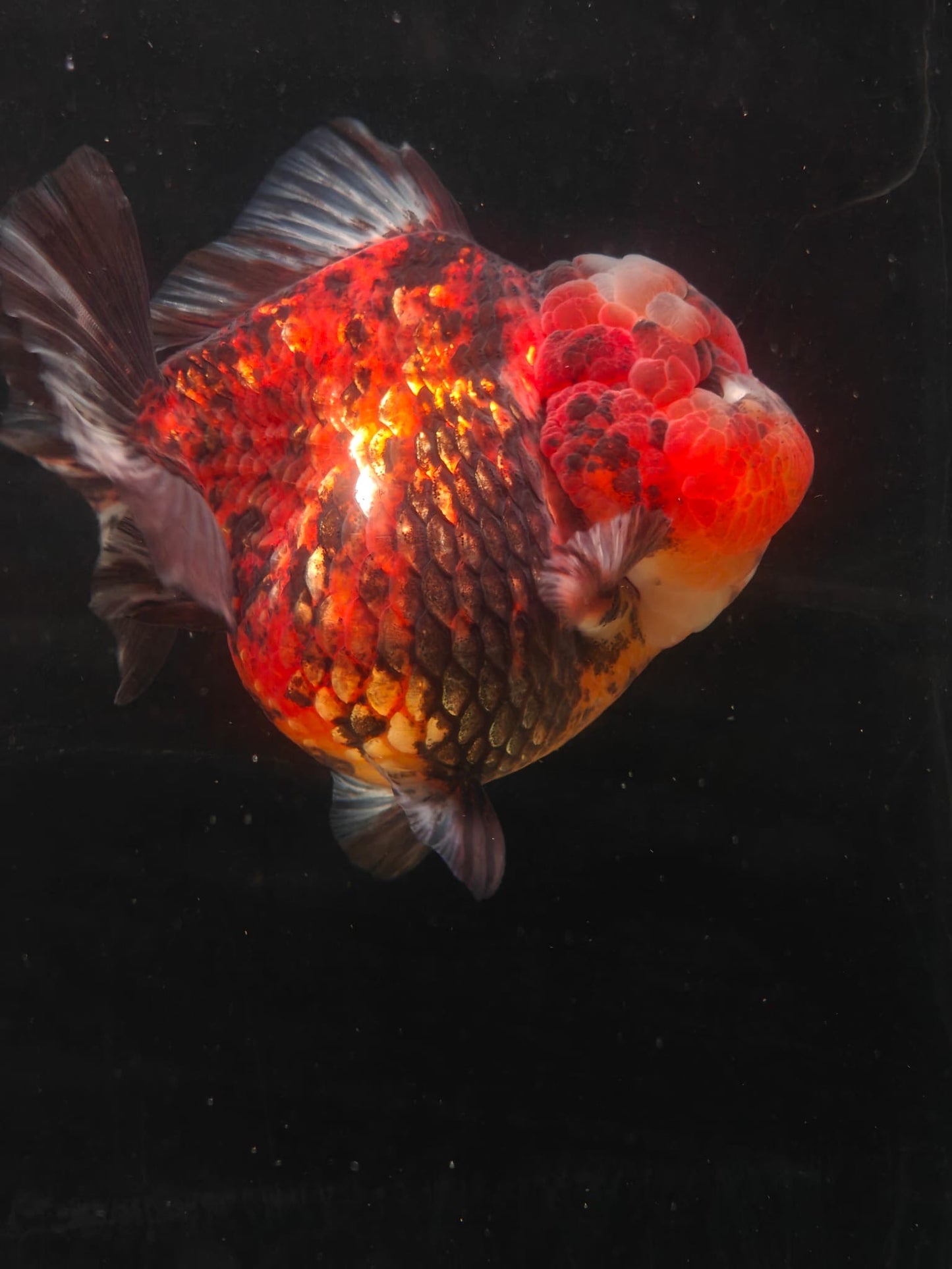 SHOGUN Red Tiger ORANDA Male 5in