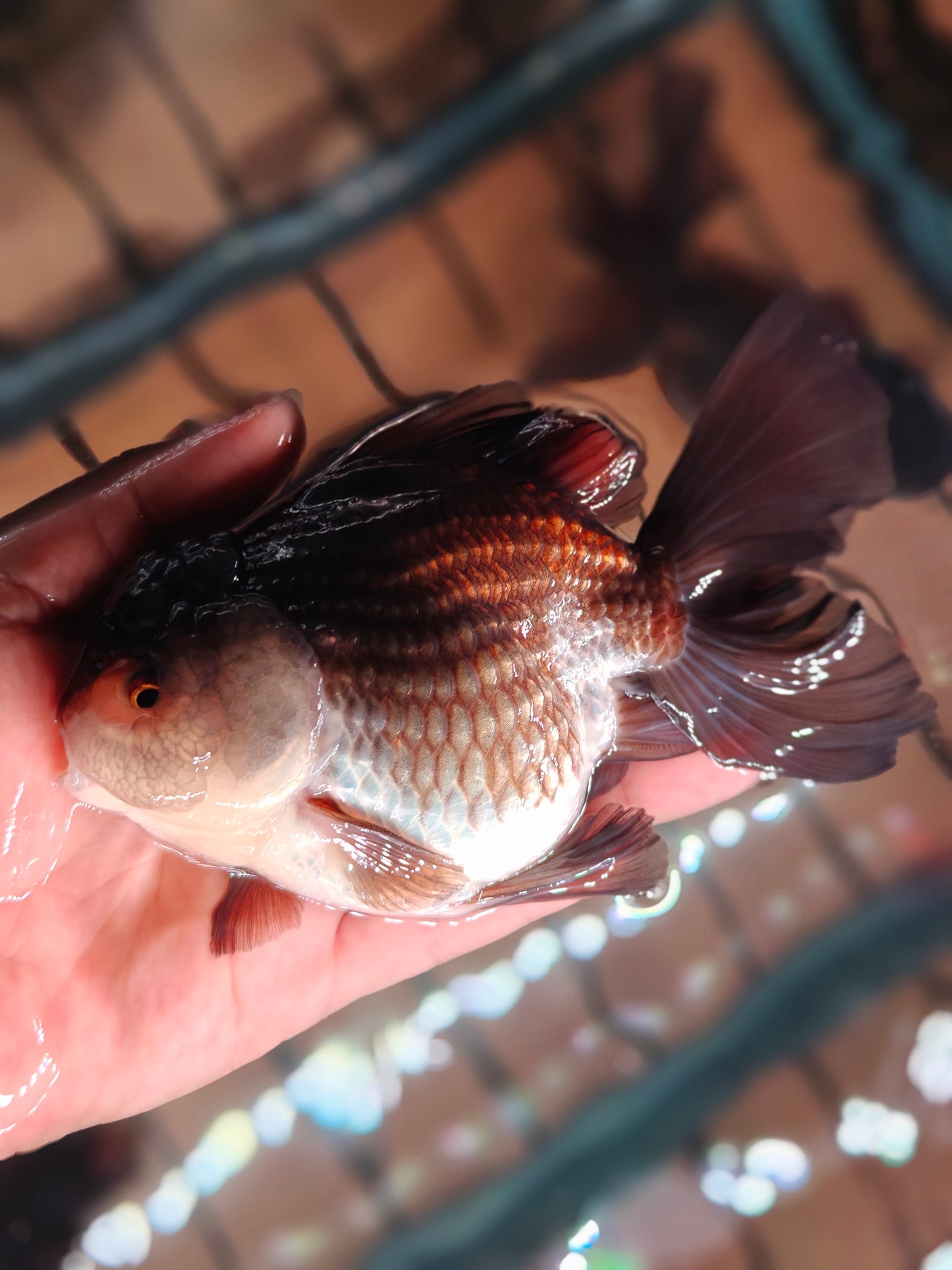 Black PANDA YUANBAO ORANDA Male 5in