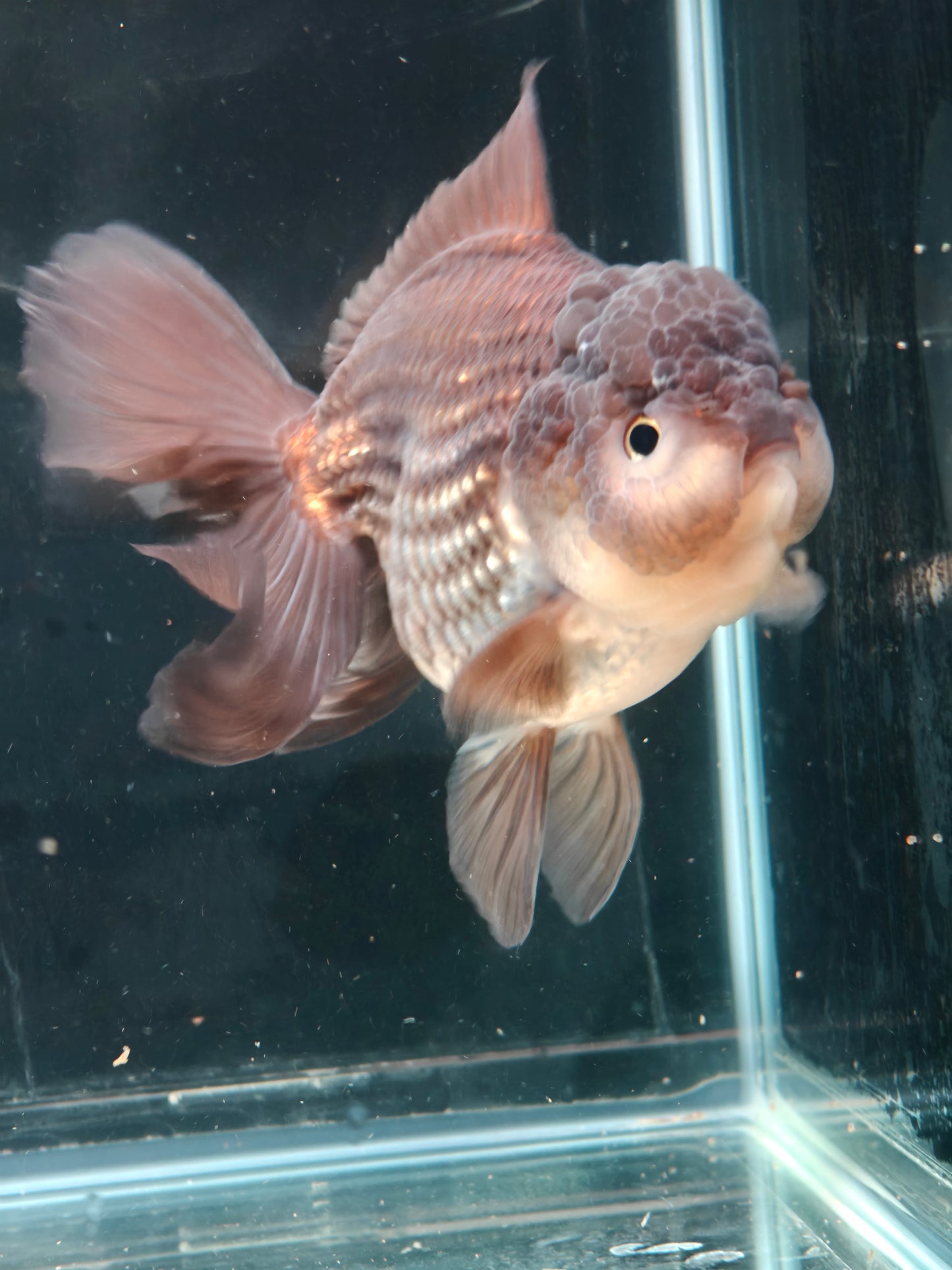 Black PANDA YUANBAO ORANDA Male 5in