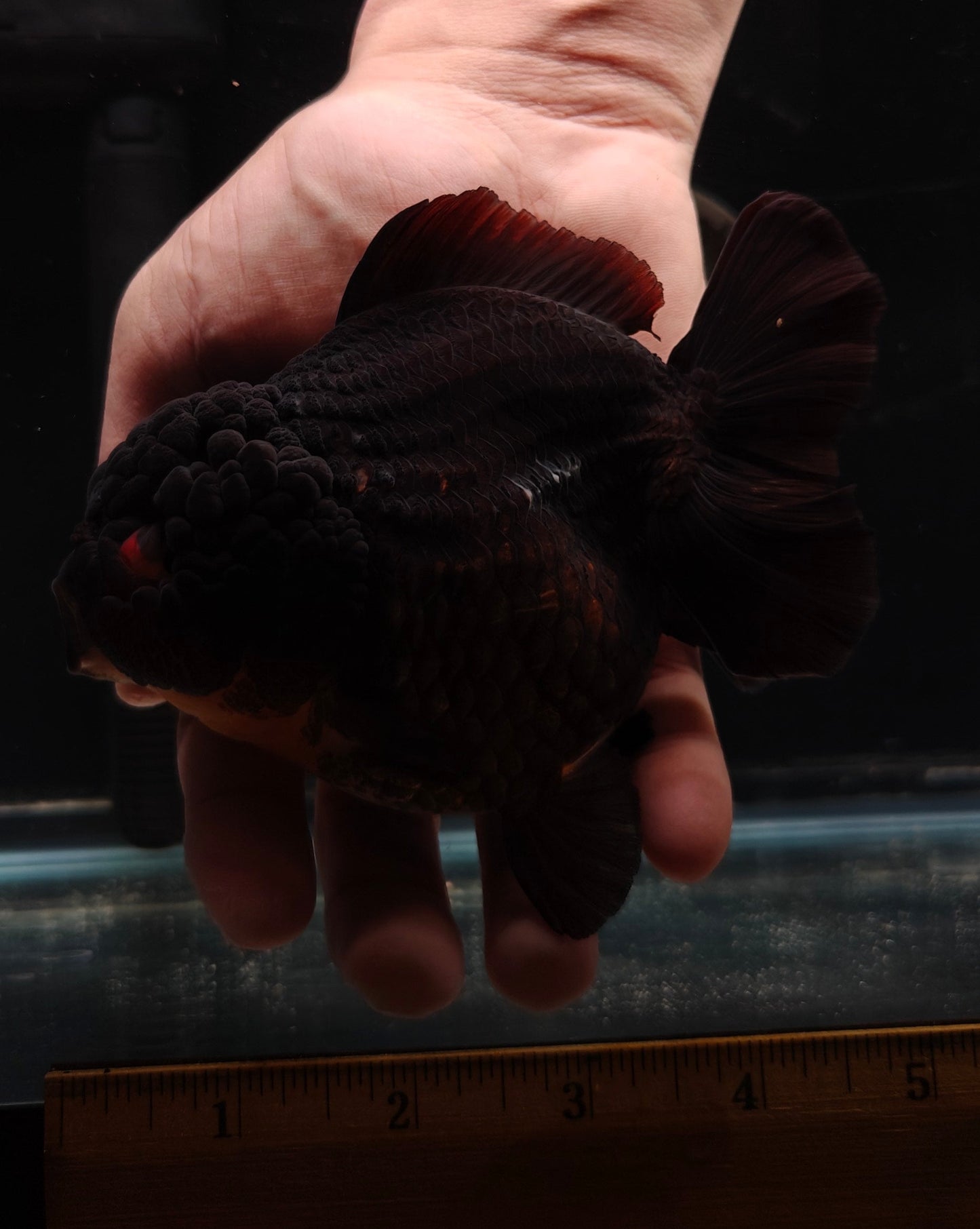 Black Red Eyes SHOGUN YUANBAO ORANDA Male 5.5in