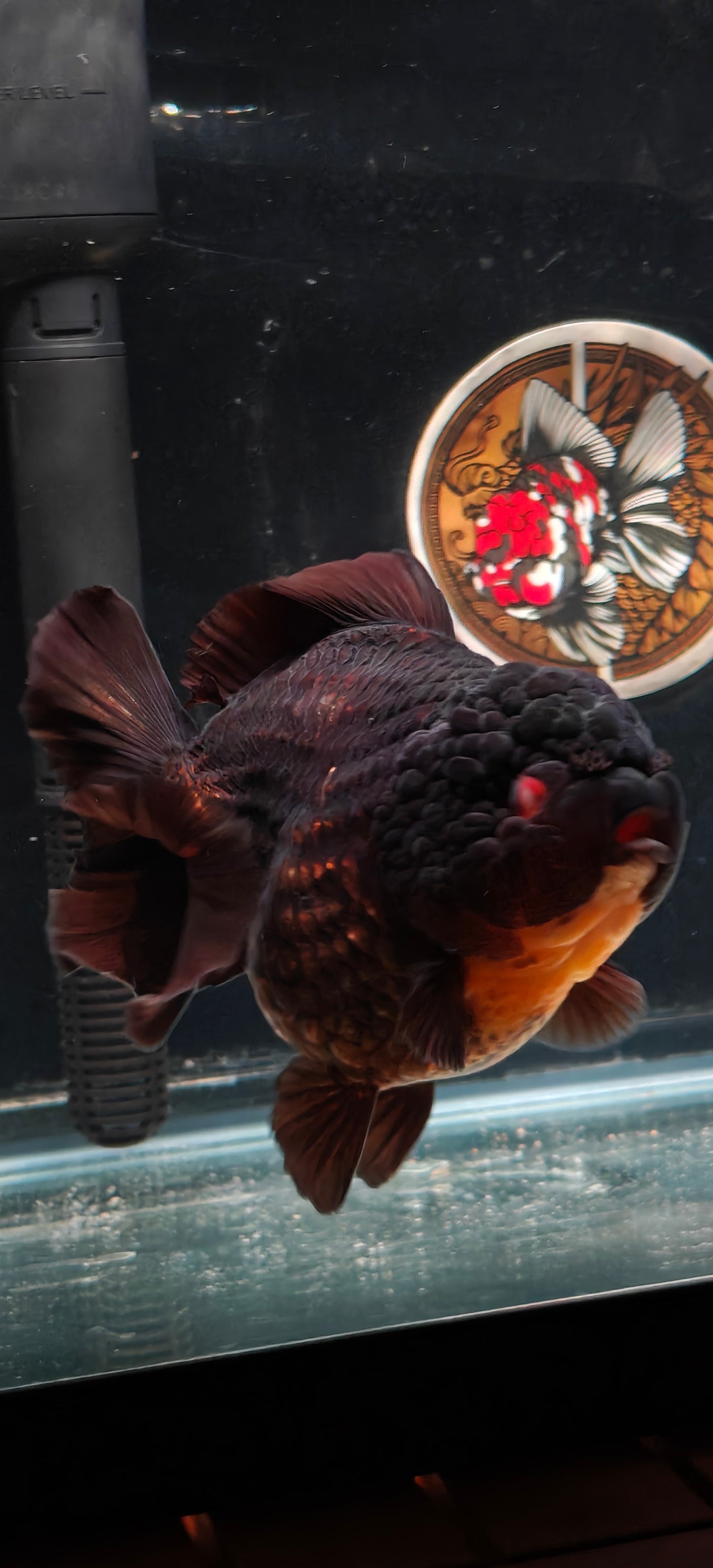 Black Red Eyes YUANBAO ORANDA Male 5.5in