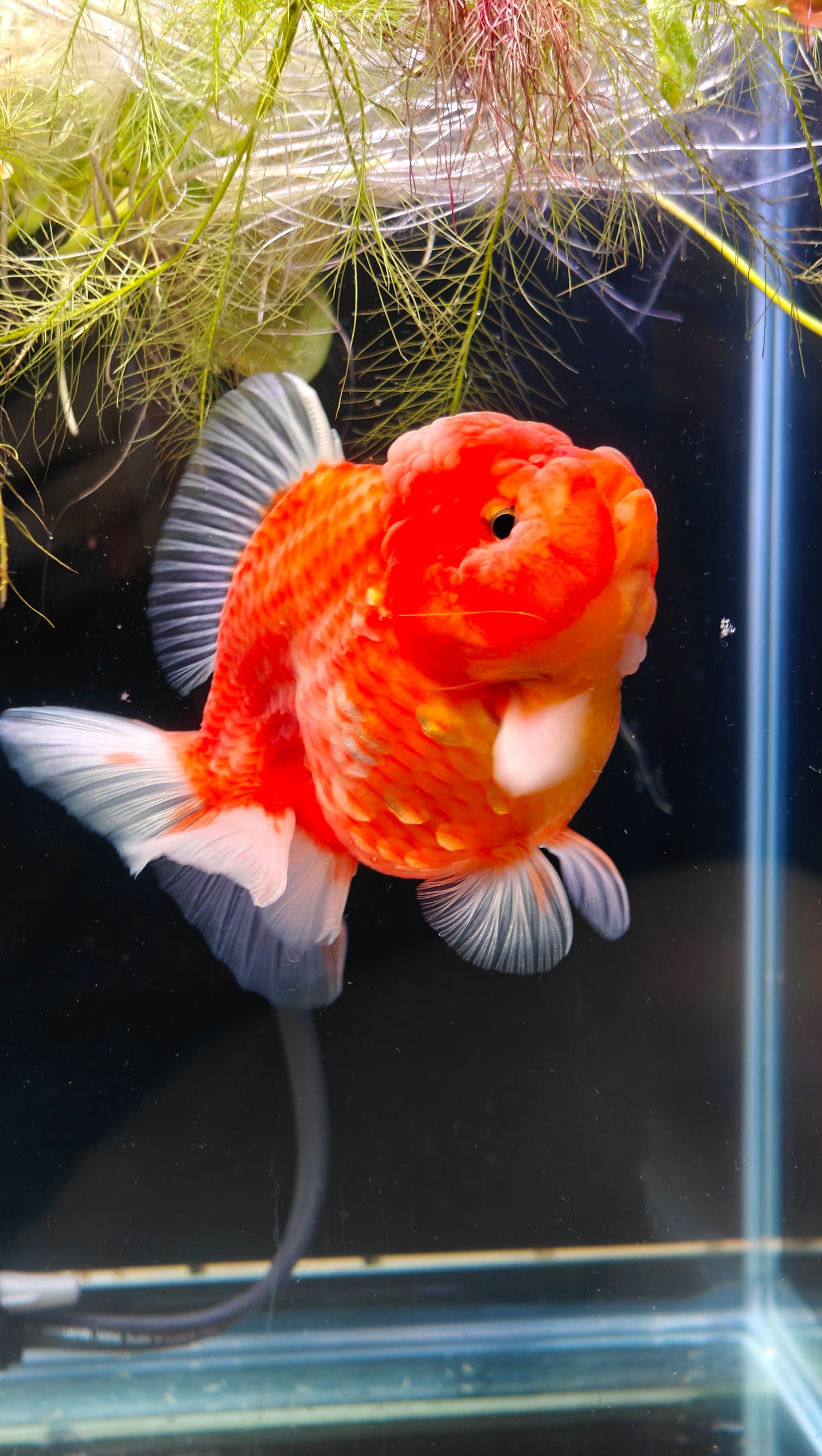 Red SHOGUN Signature ORANDA 4in Female