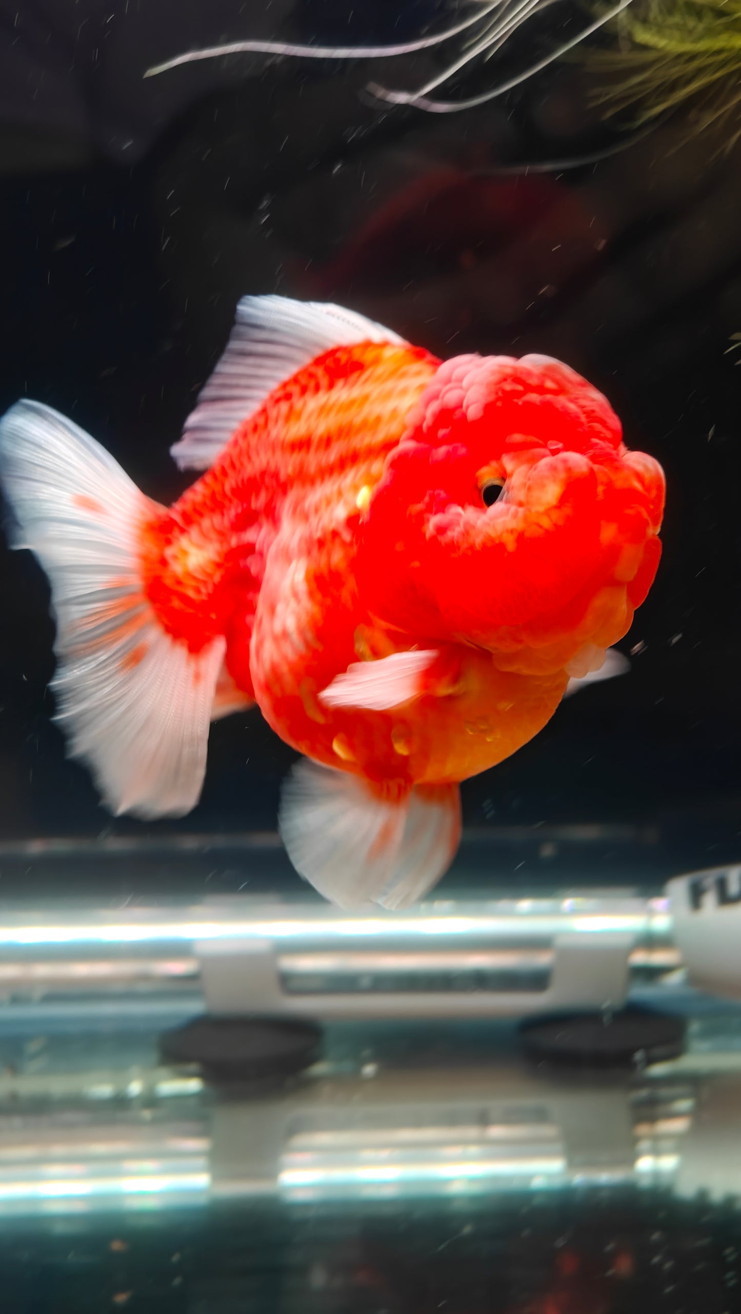 Red SHOGUN Signature ORANDA 4in Female