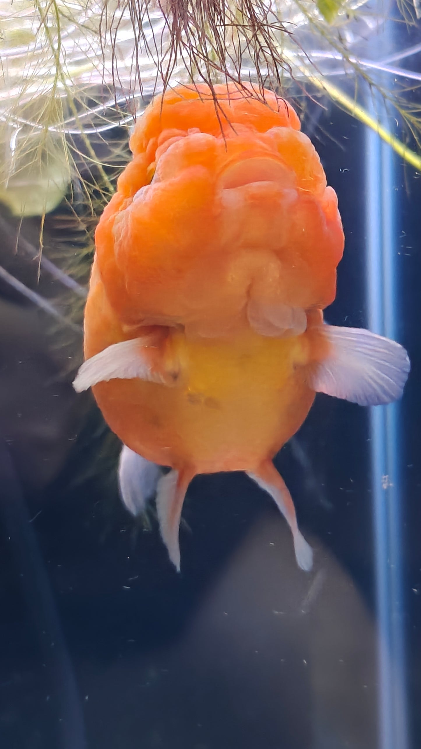 Red SHOGUN Signature ORANDA 4in Female