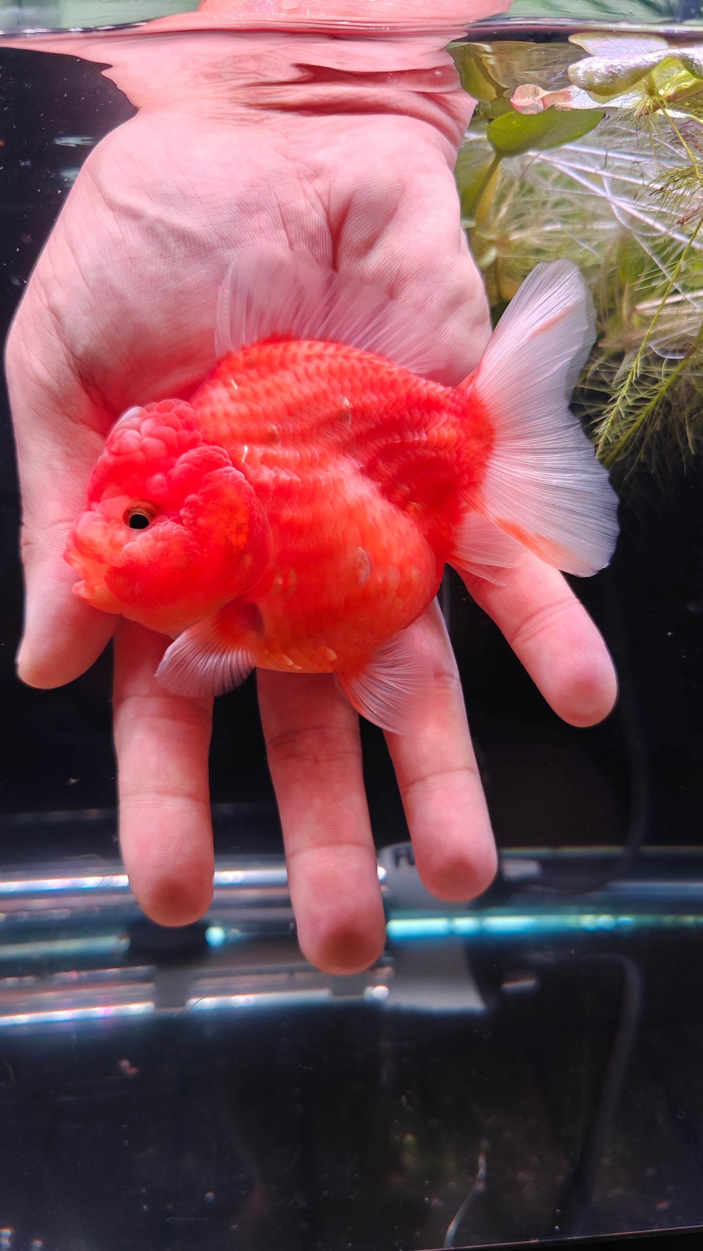 Red SHOGUN Signature ORANDA 4in Female