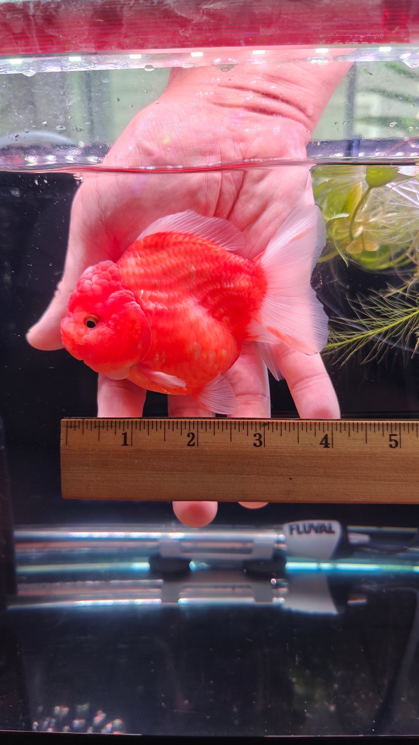 Red SHOGUN Signature ORANDA 4in Female