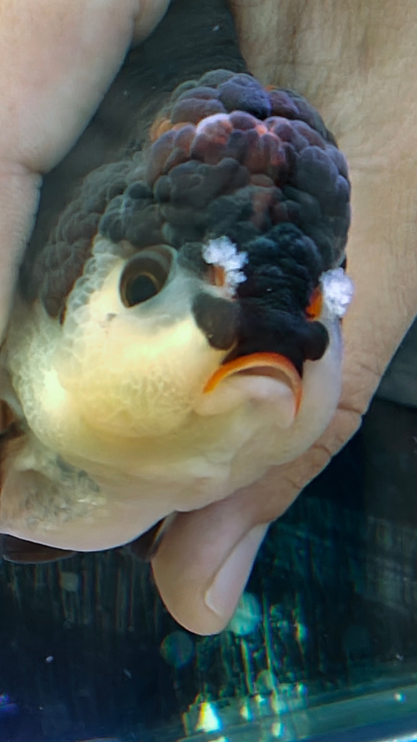 Red Lips Pom-Pom PANDA YUANBAO ORANDA Male 4.5in