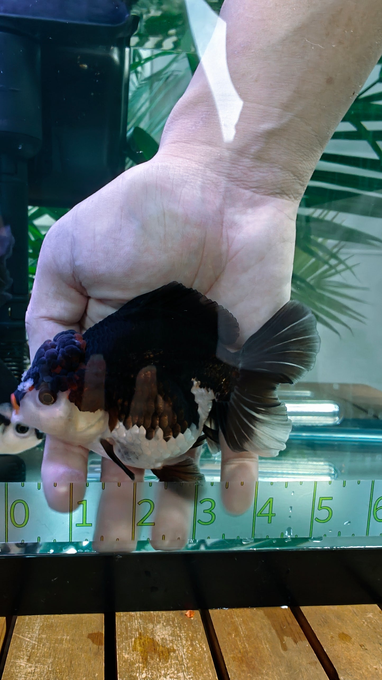 Red Lips Pom-Pom PANDA YUANBAO ORANDA Male 4.5in