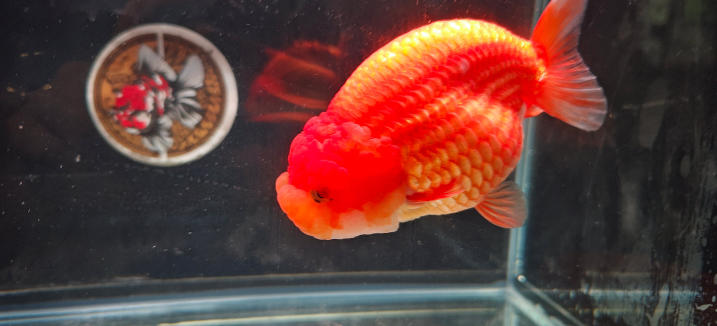 Super Red Big Jelly LIONCHU 5.25in Male