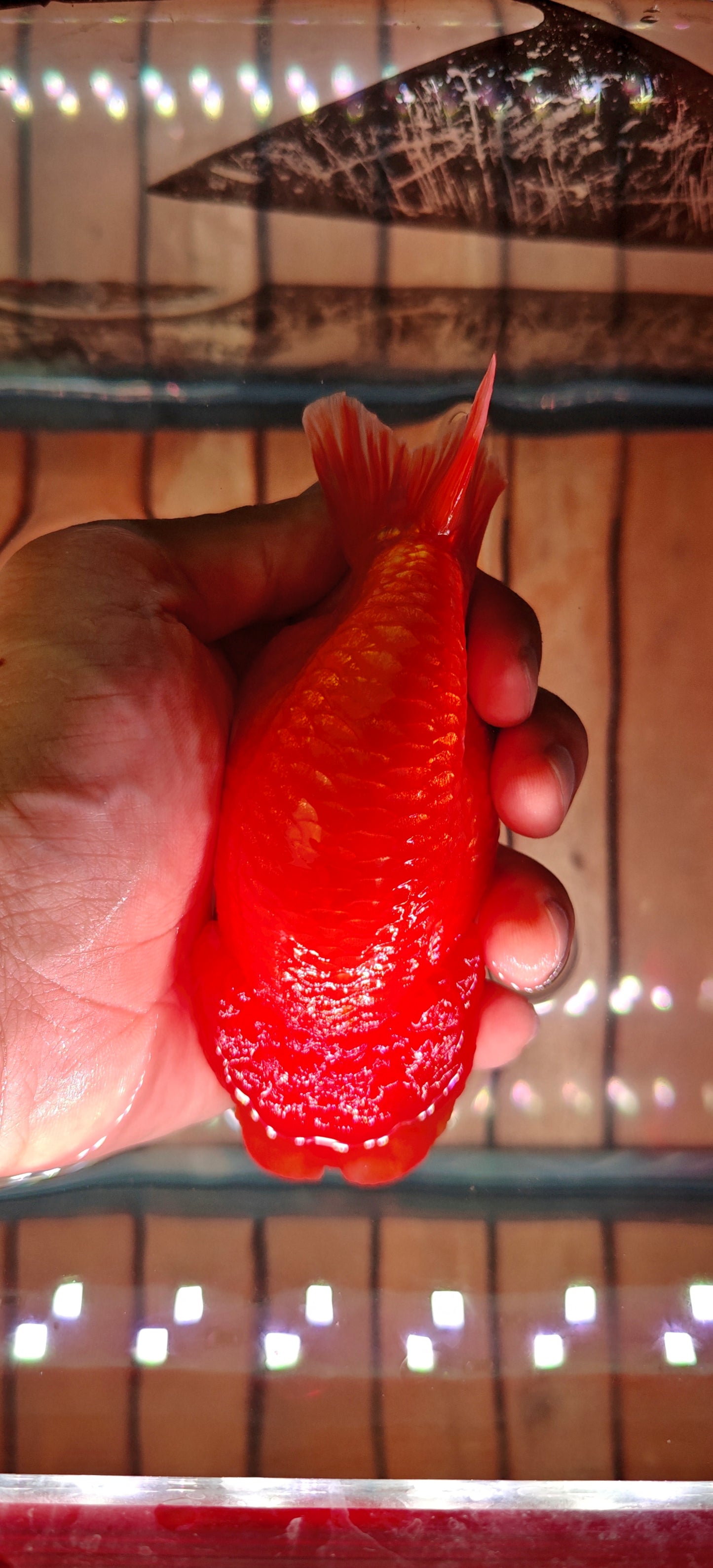 Super Red Big Jelly LIONCHU 5.25in Male