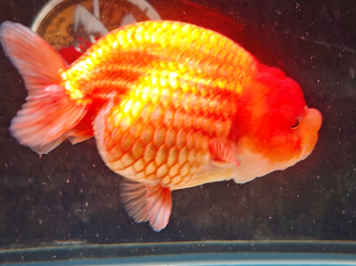 Super Red Big Jelly LIONCHU 5.25in Male