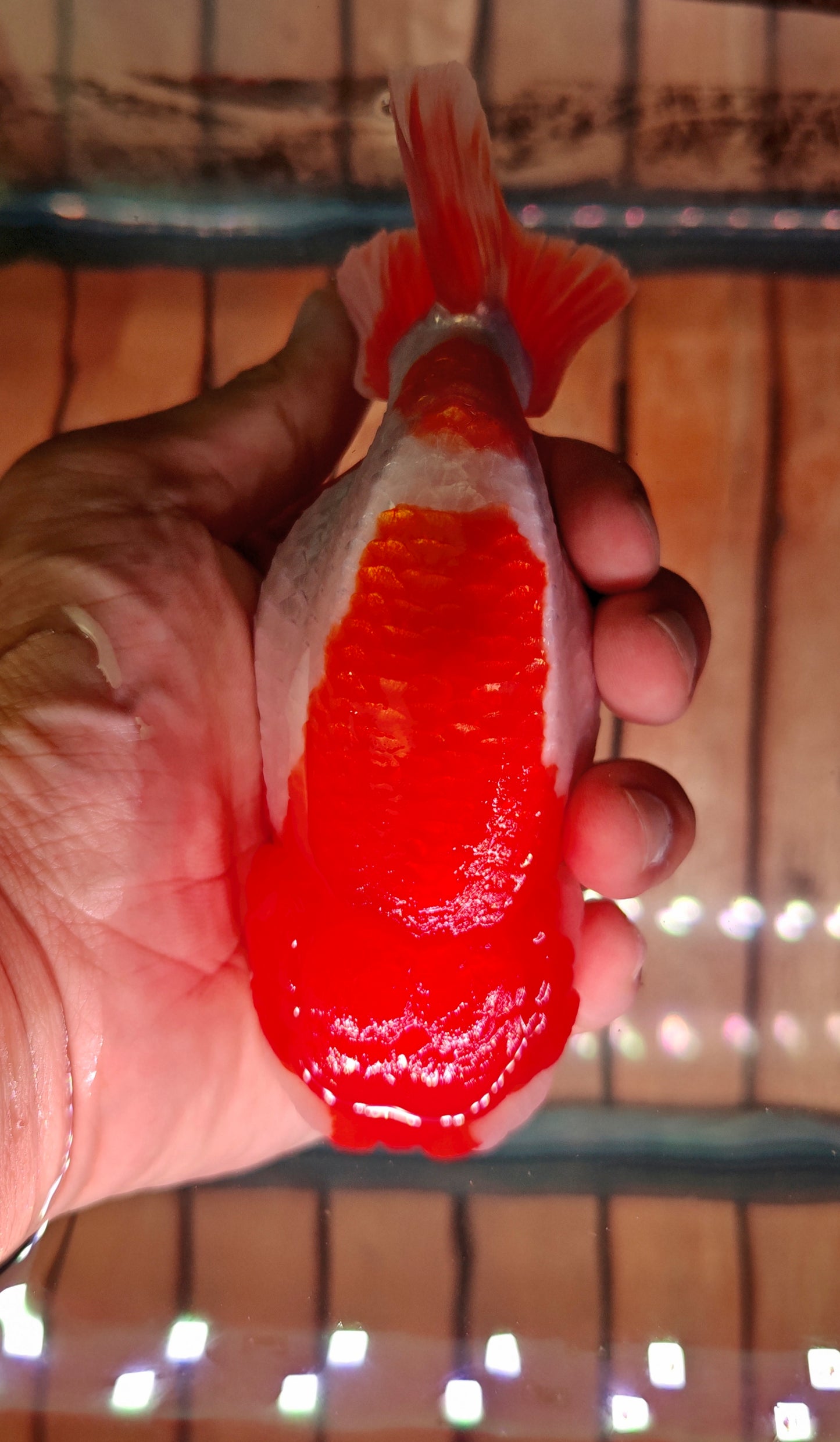 Red White Big Jelly LIONCHU 5.25in Female