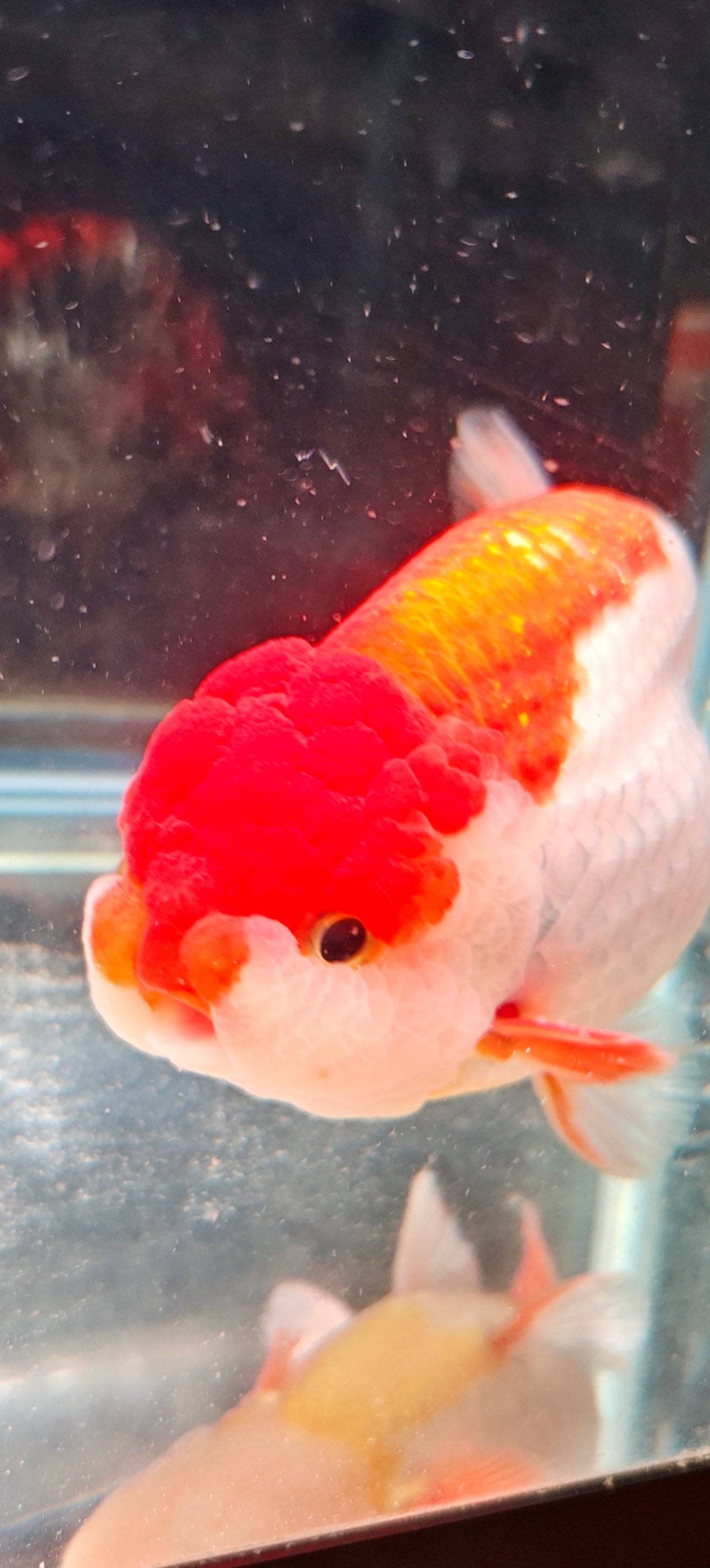 Red White Big Jelly LIONCHU 5.25in Female