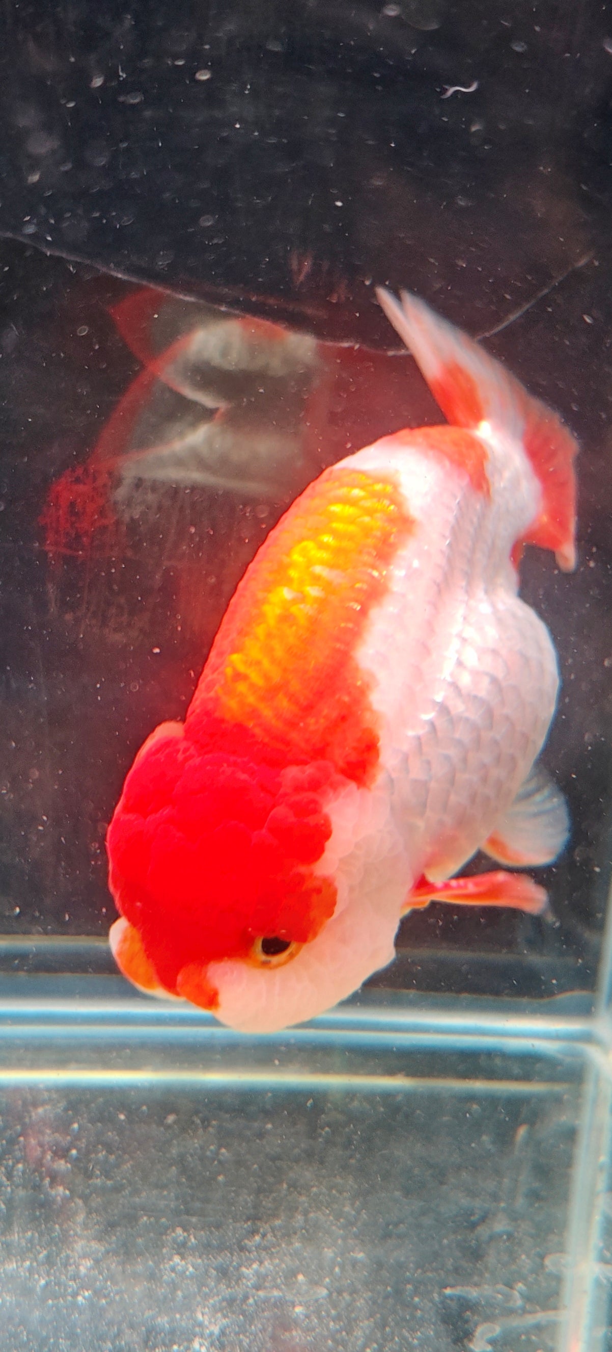 Red White Big Jelly LIONCHU 5.25in Female