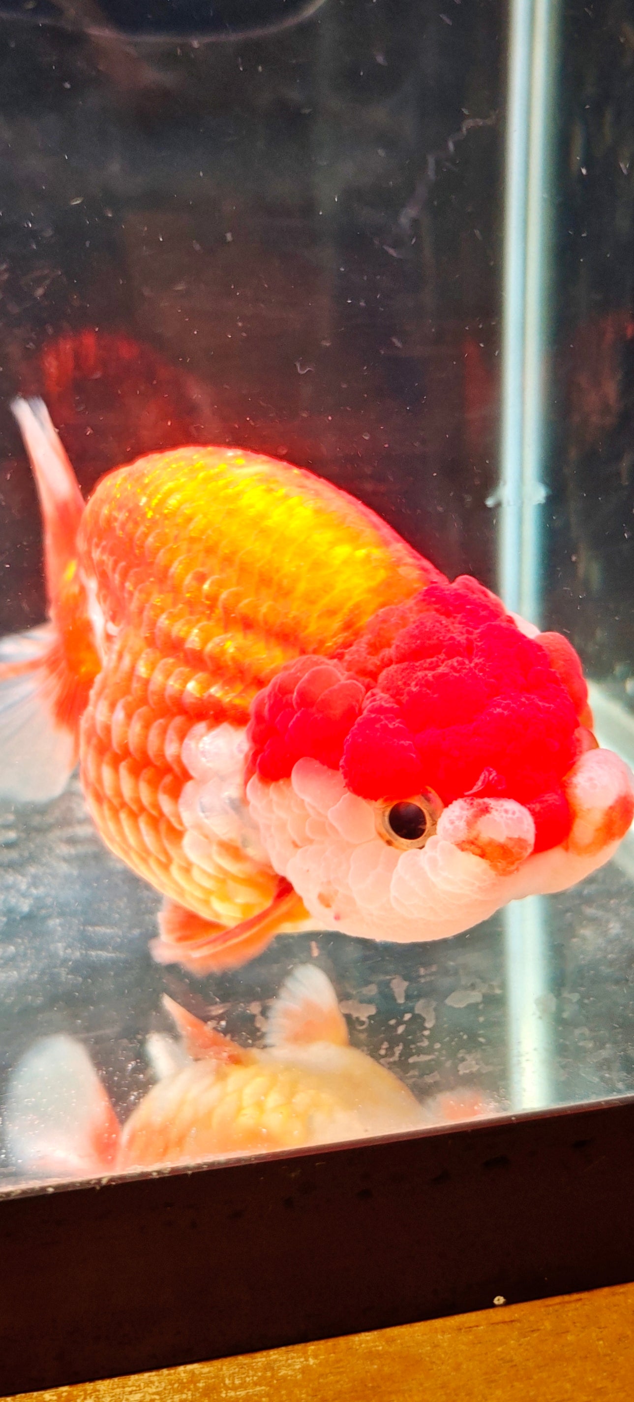 Red Lips Big Jelly LIONCHU 5.25in Male
