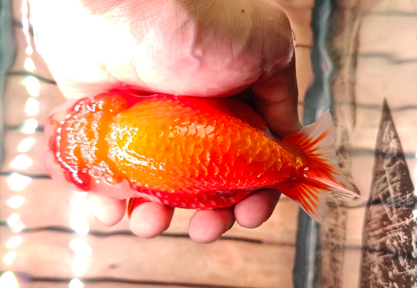 Red Lips Big Jelly LIONCHU 5.25in Male