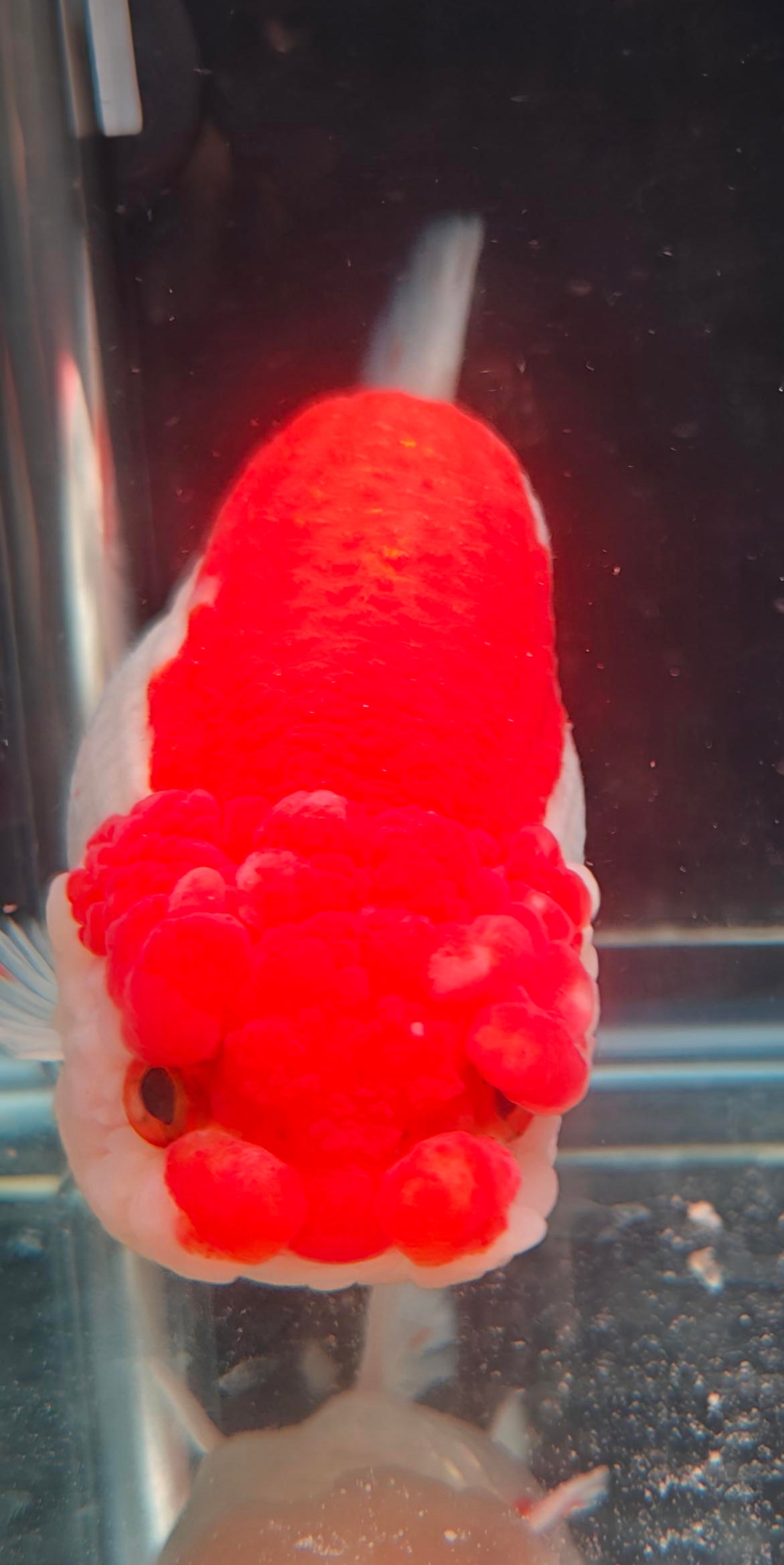 Red White Big Jelly LIONCHU 5.5in Female