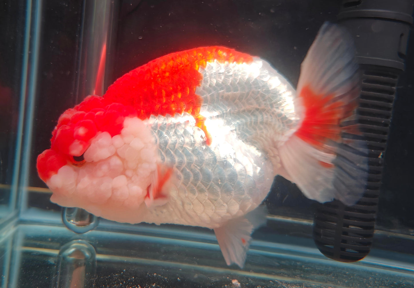 Red White Big Jelly LIONCHU 5.5in Female