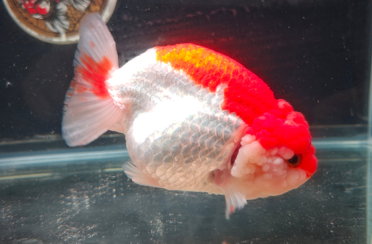 Red White Big Jelly LIONCHU 5.5in Female