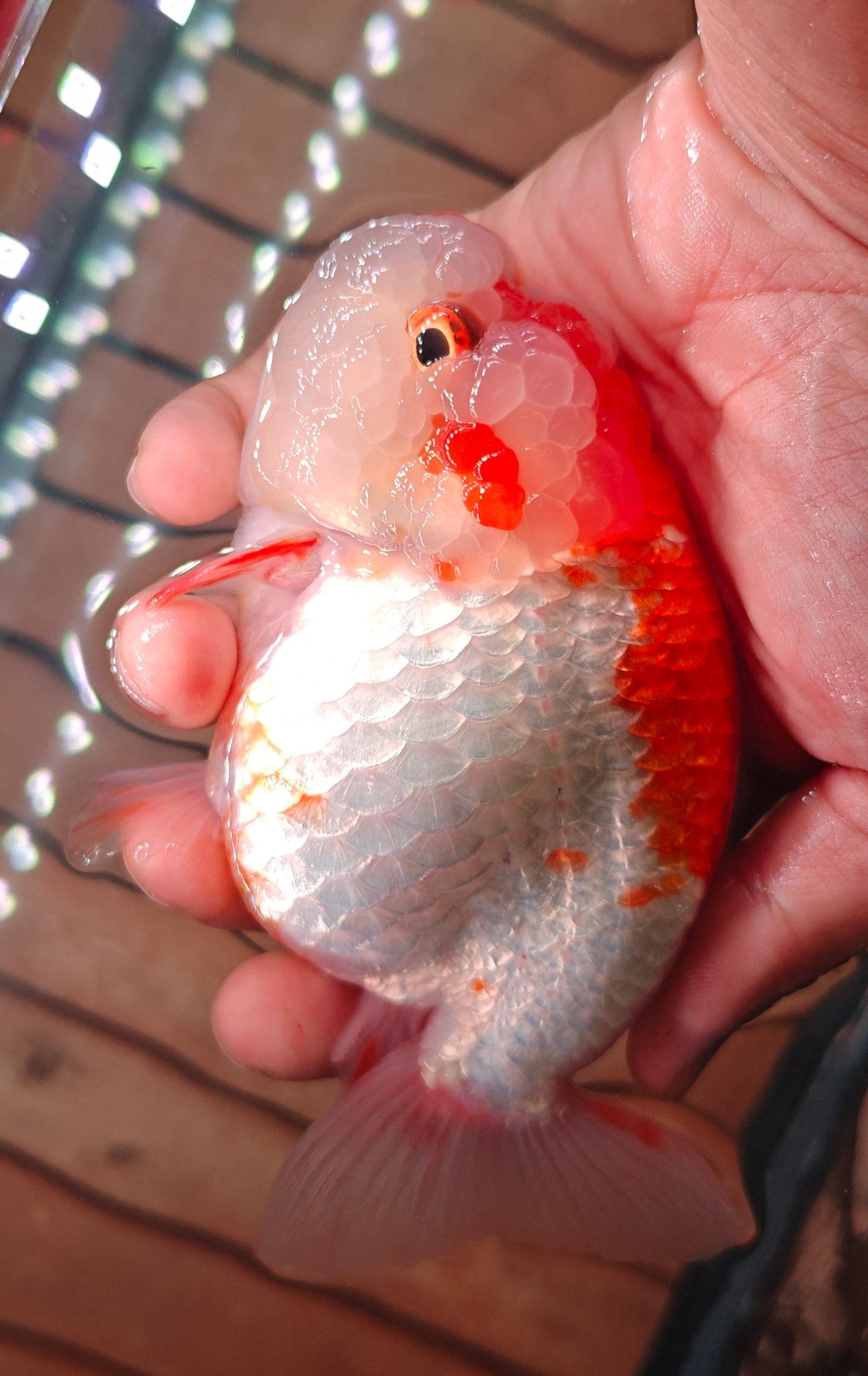 Red White Face Big Jelly LIONCHU 5.5in Male