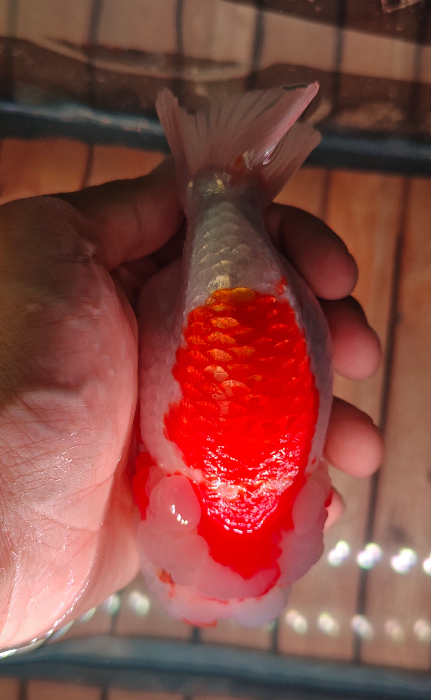 Red White Face Big Jelly LIONCHU 5.5in Male