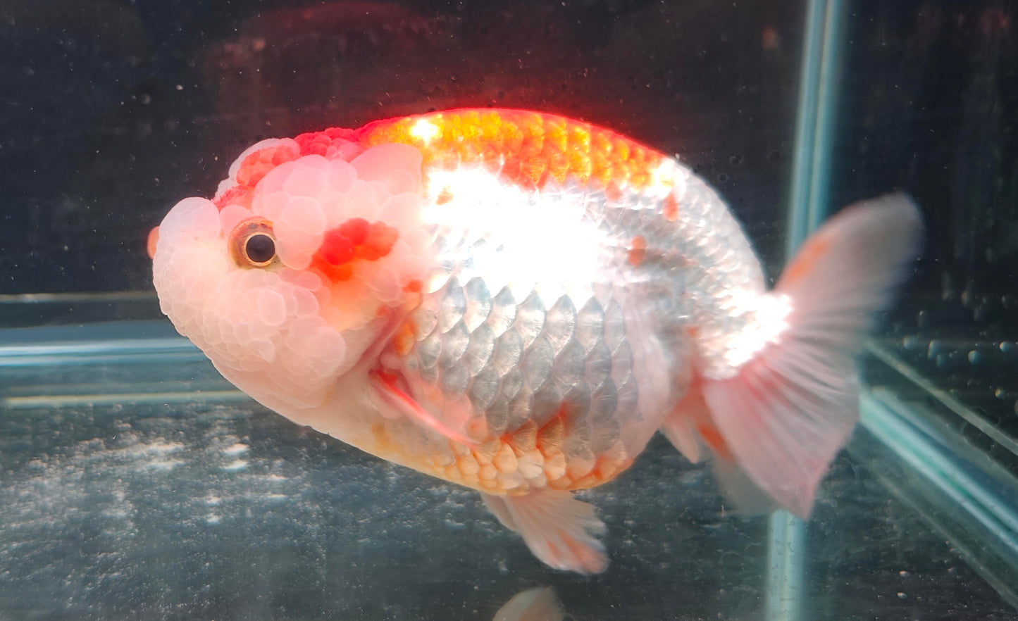 Red White Face Big Jelly LIONCHU 5.5in Male