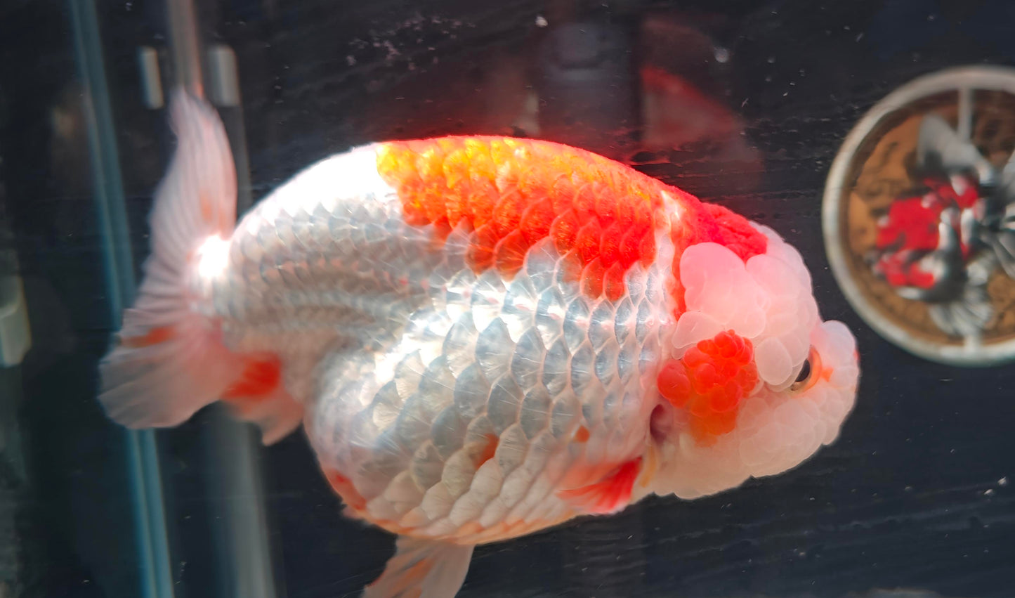 Red White Face Big Jelly LIONCHU 5.5in Male