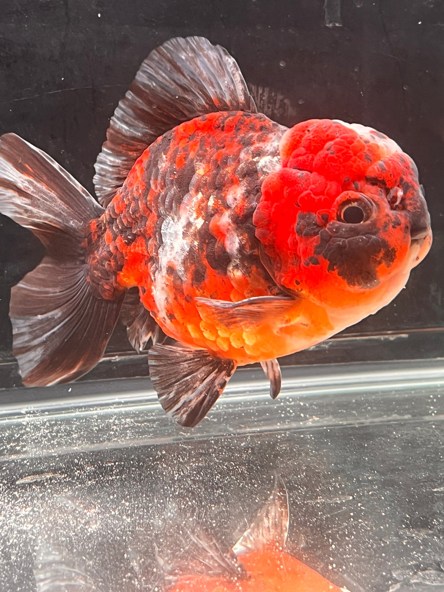 SHOGUN Two Face Tiger ORANDA Male 5in