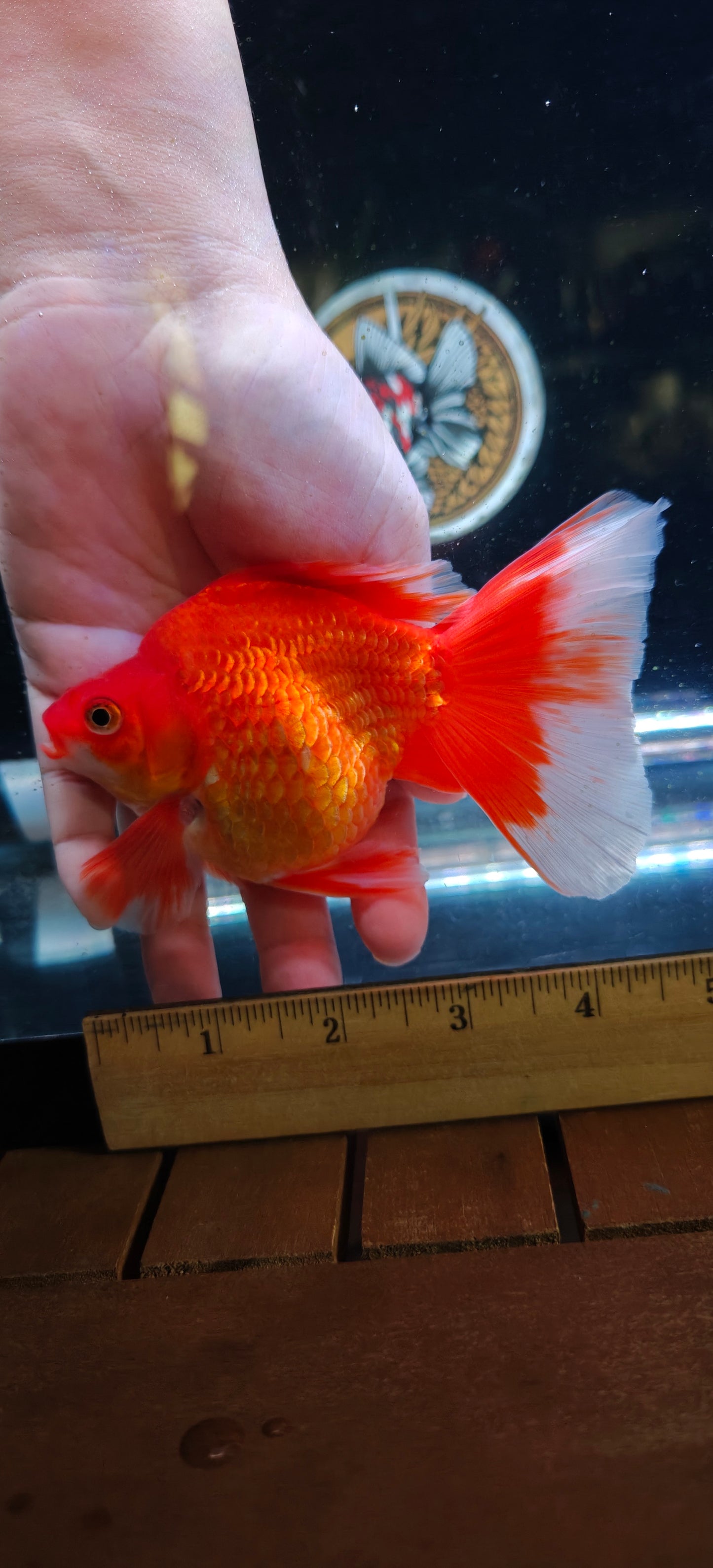 RYUKIN Super Red White Long Tails Male 5in