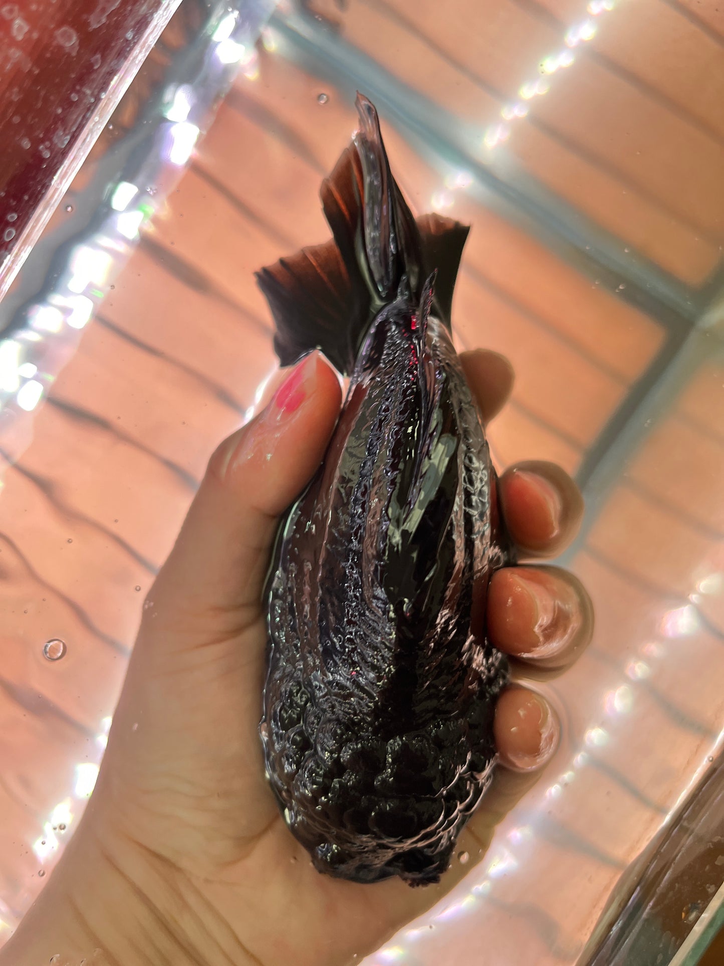 King Kong JET BLACK SHOGUN | ORANDA | Male 5in