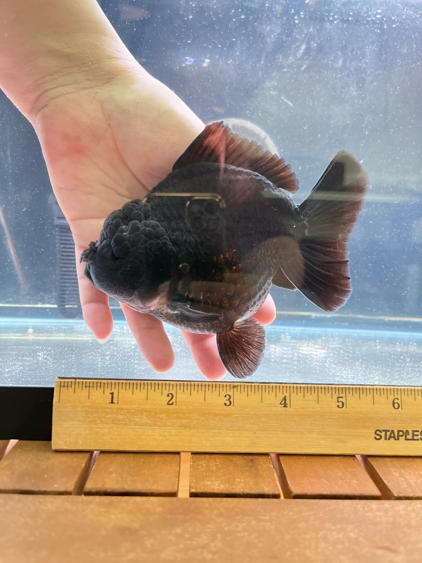 King Kong JET BLACK SHOGUN | ORANDA | Male 5in