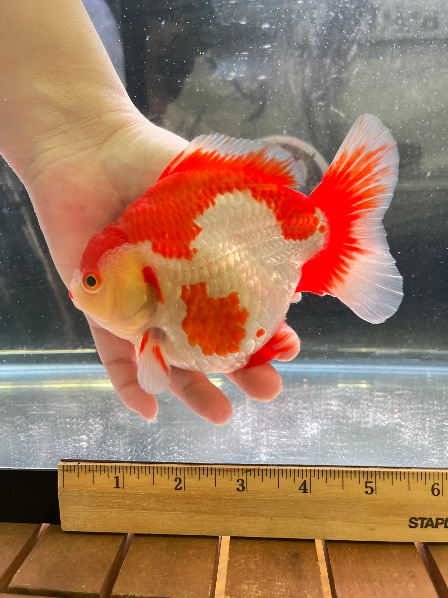 Super RED (NOT Orange) ORANDA Female 5in