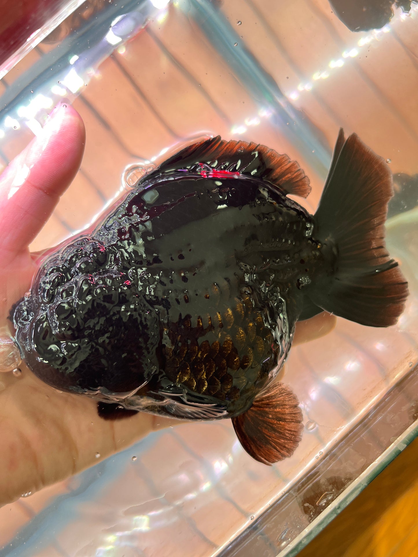 King Kong JET BLACK SHOGUN | ORANDA | Male 5in