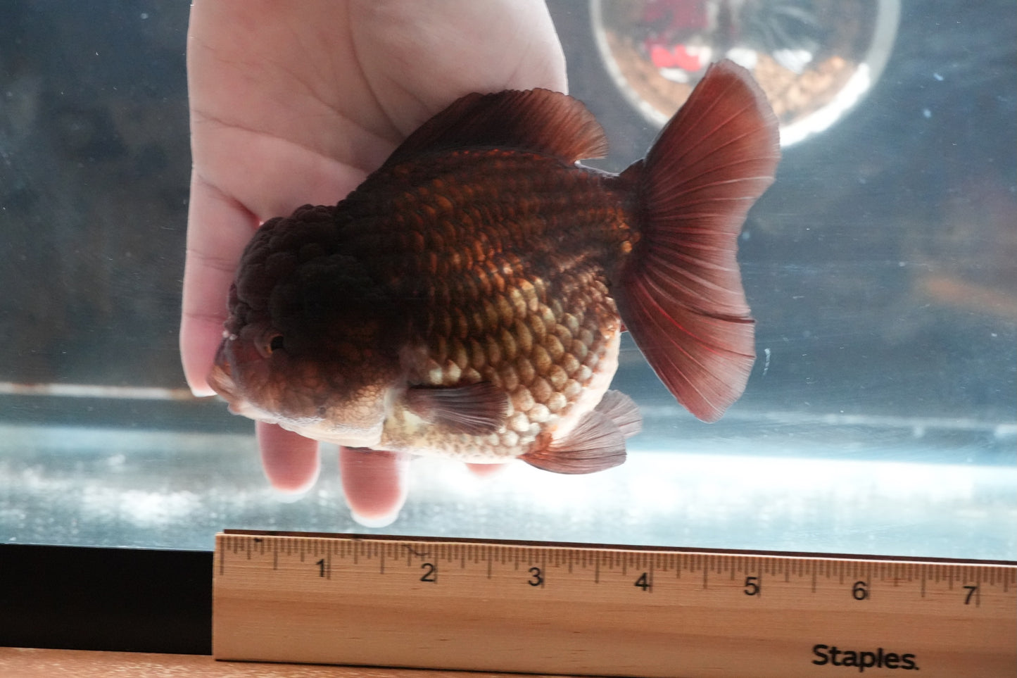 Black SHOGUN YUANBAO ORANDA Male 5in