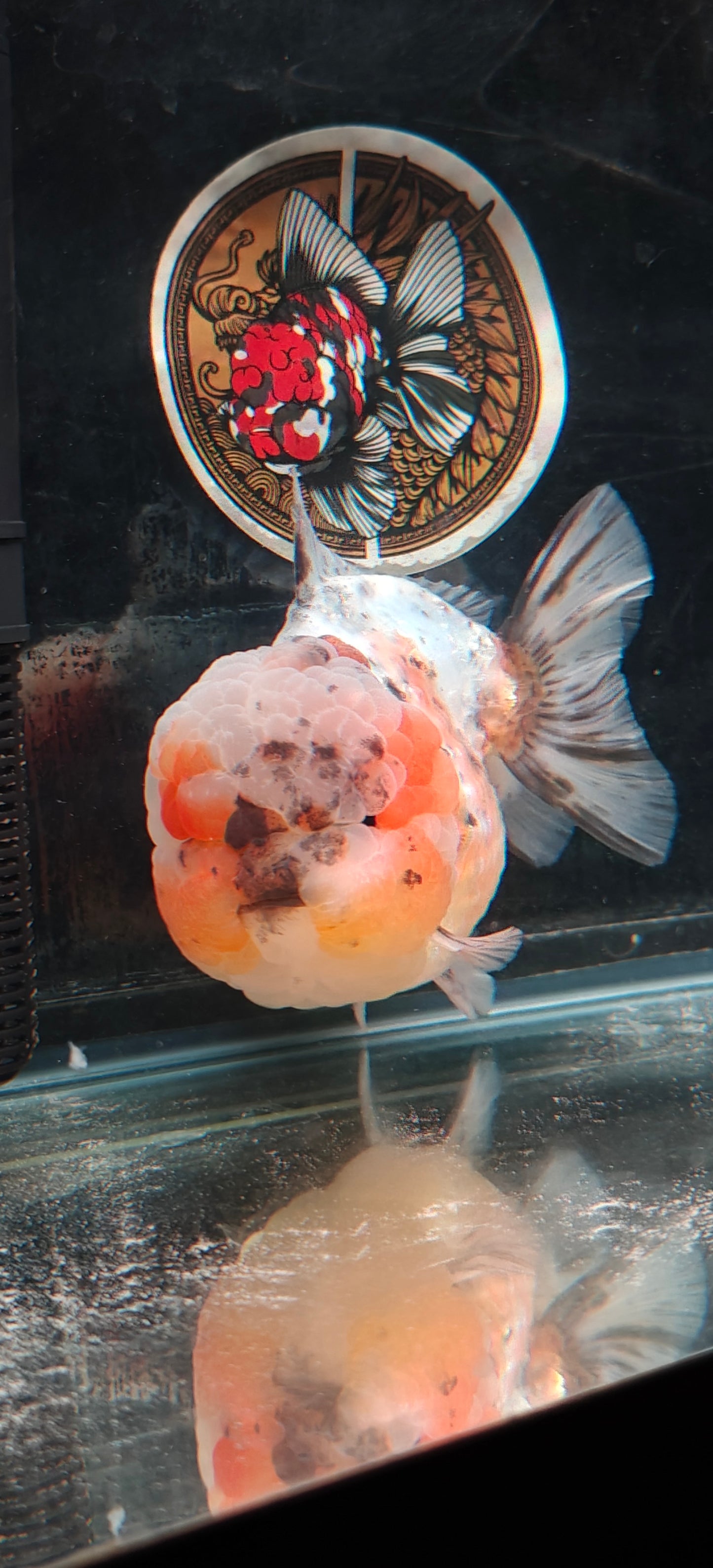SHOGUN Super Chubby Face ORANDA Male 5.5in