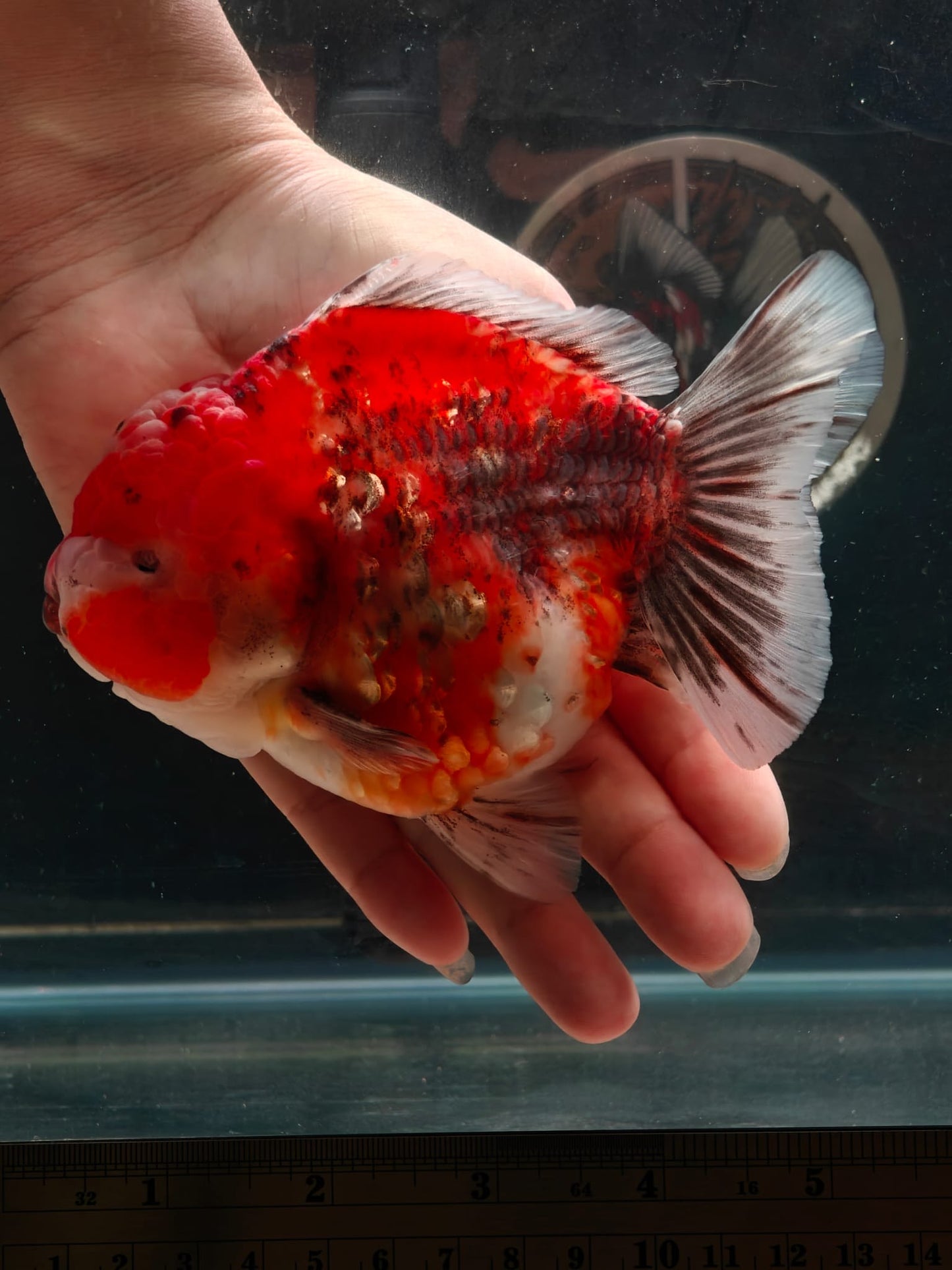 SHOGUN Tiger ORANDA Male 5in
