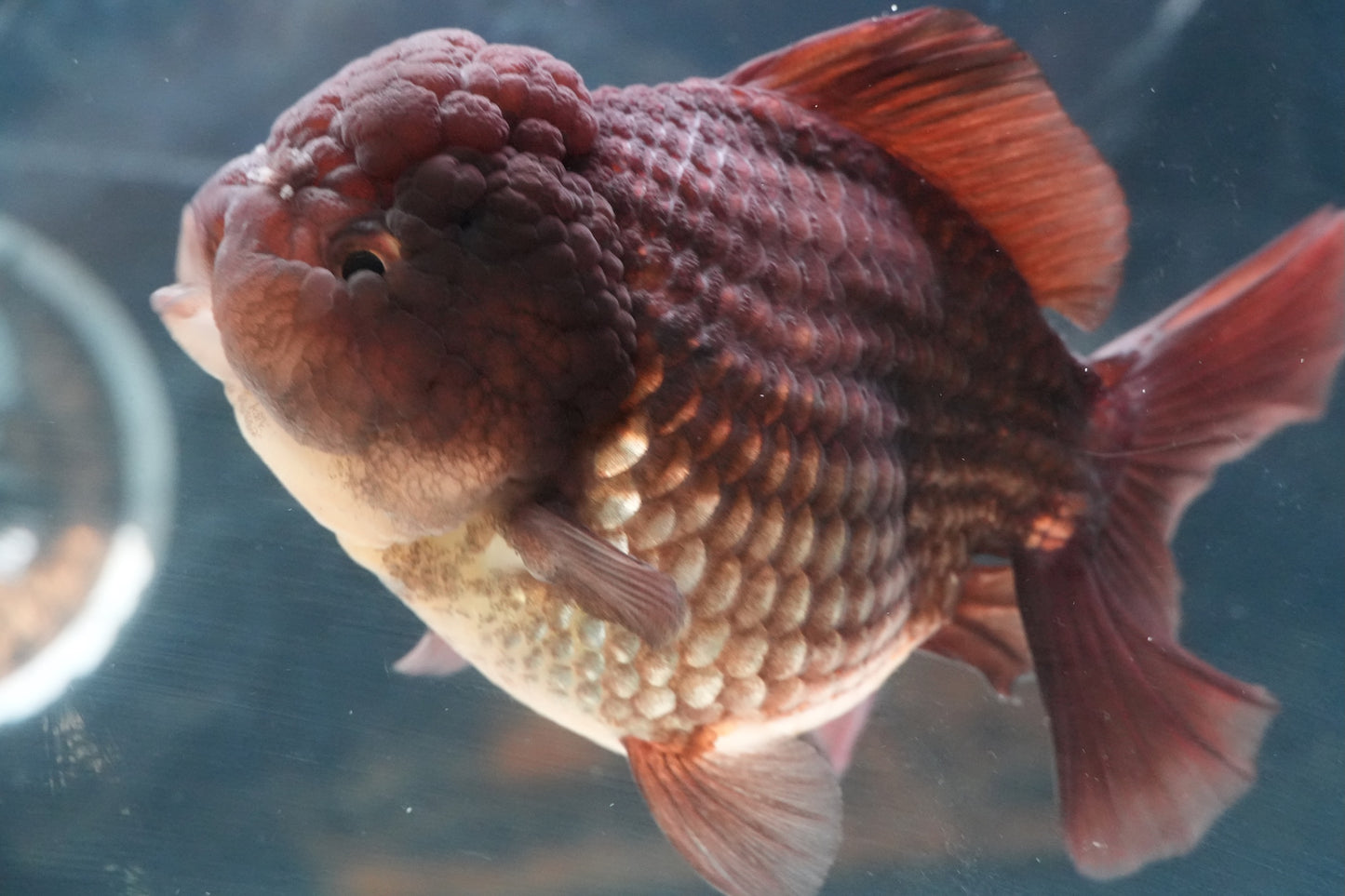 Black SHOGUN YUANBAO ORANDA Male 5in