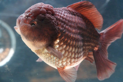 Black SHOGUN YUANBAO ORANDA Male 5in