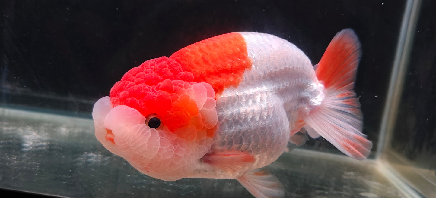 Red Lips LIONCHU 5.5in Male