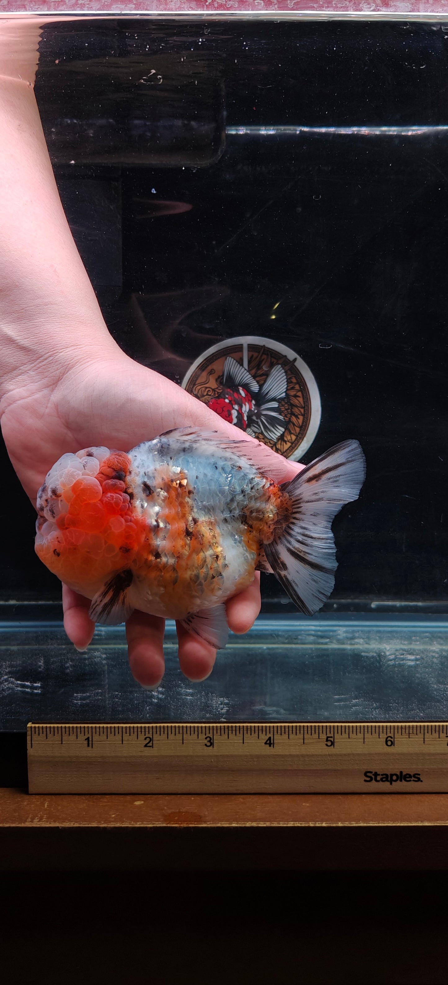 SHOGUN Super Chubby Face ORANDA Male 5.5in